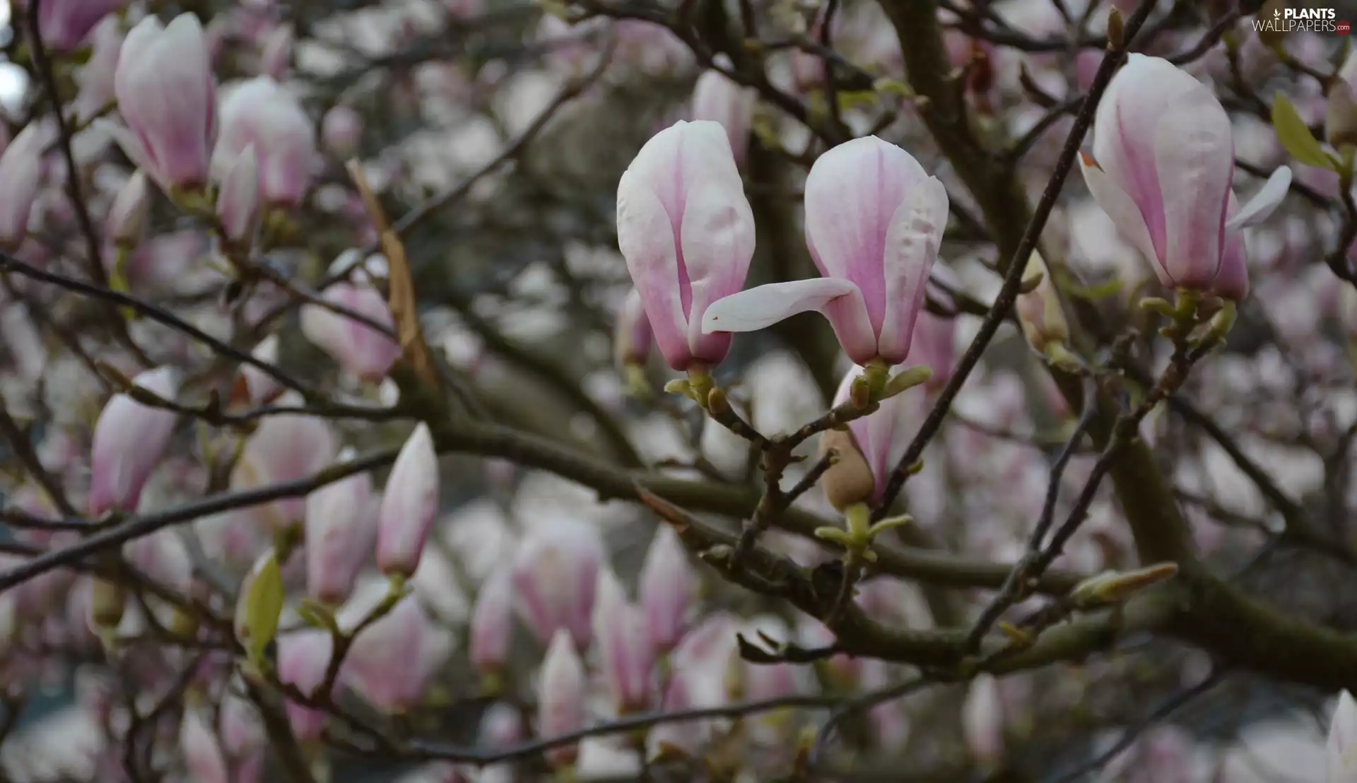 Magnolia, Pink, Flowers, Twigs
