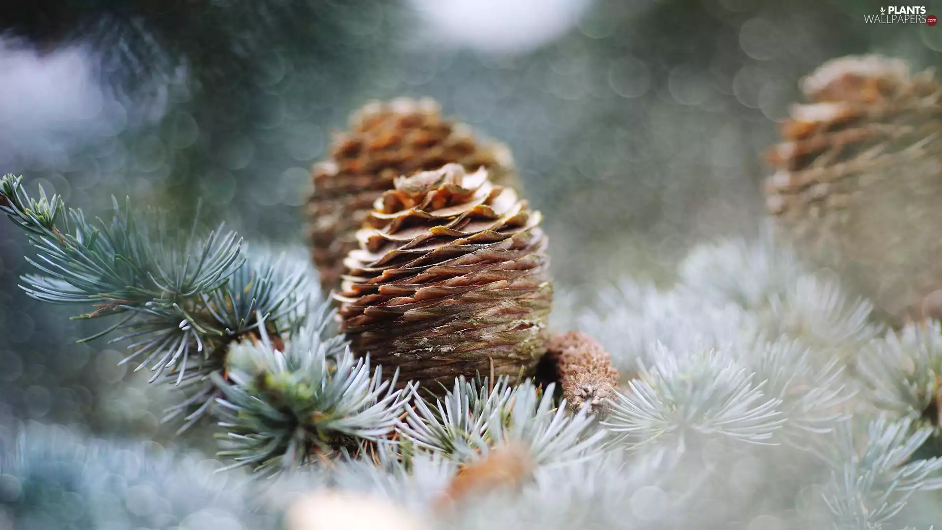pine, cones, Bokeh, Twigs