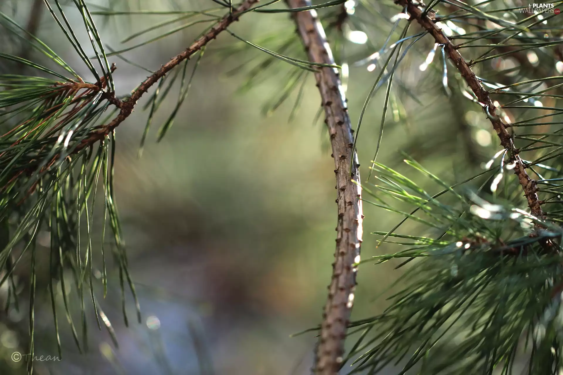 pine, needle, trees, Twigs