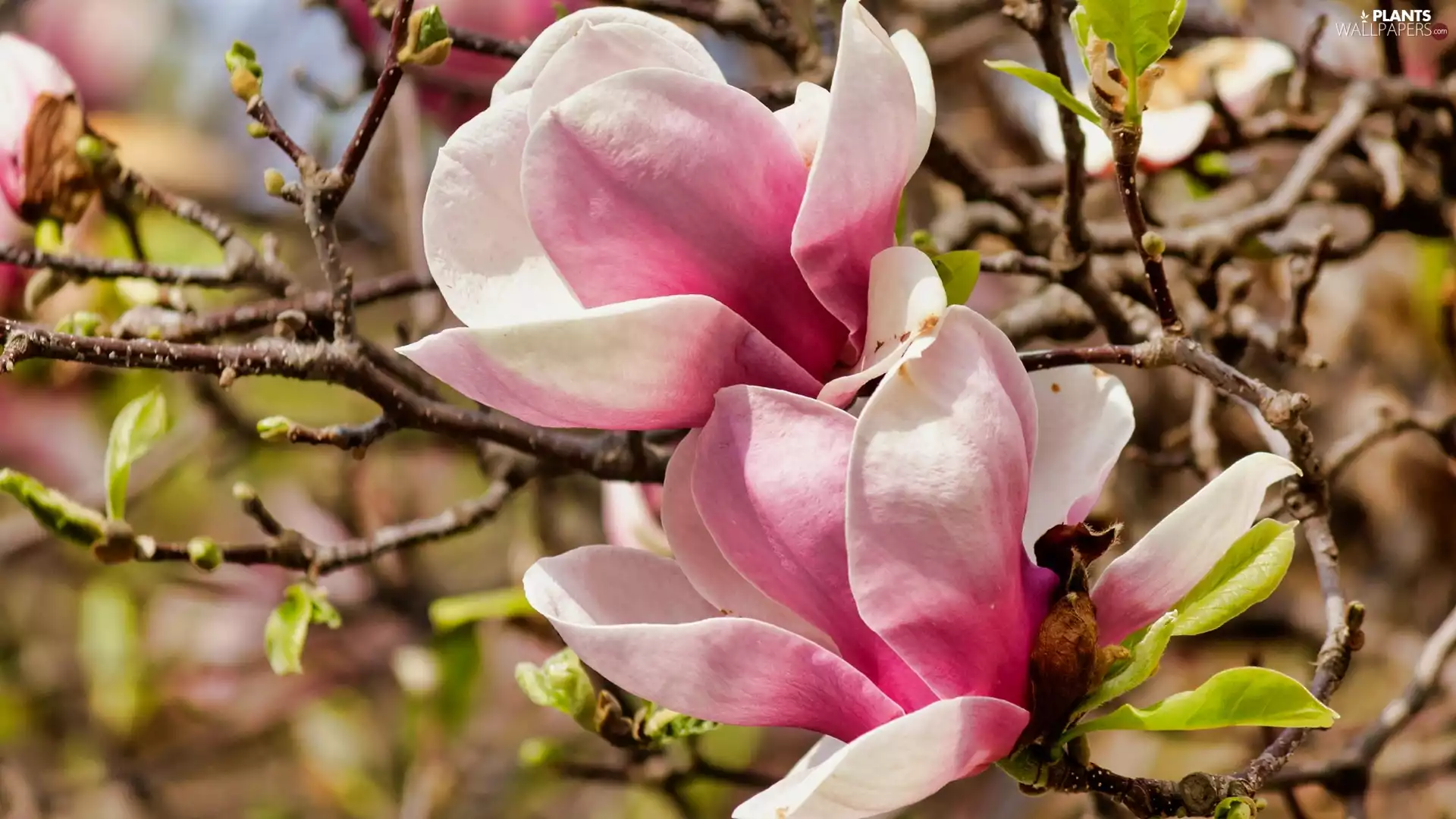 Magnolia, Twigs, Pink, Flowers, blooming