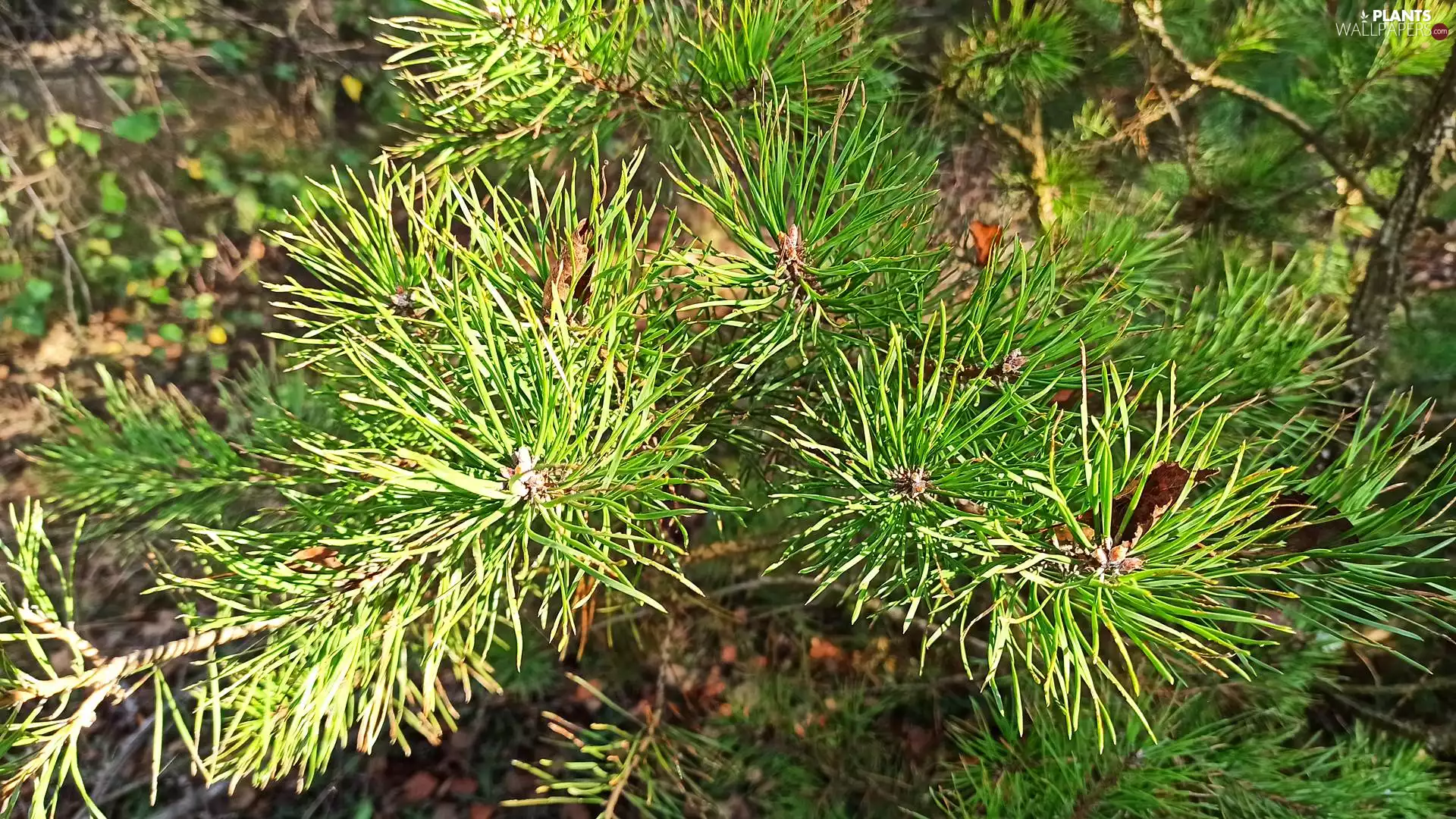 pine, Twigs, rapprochement, green ones