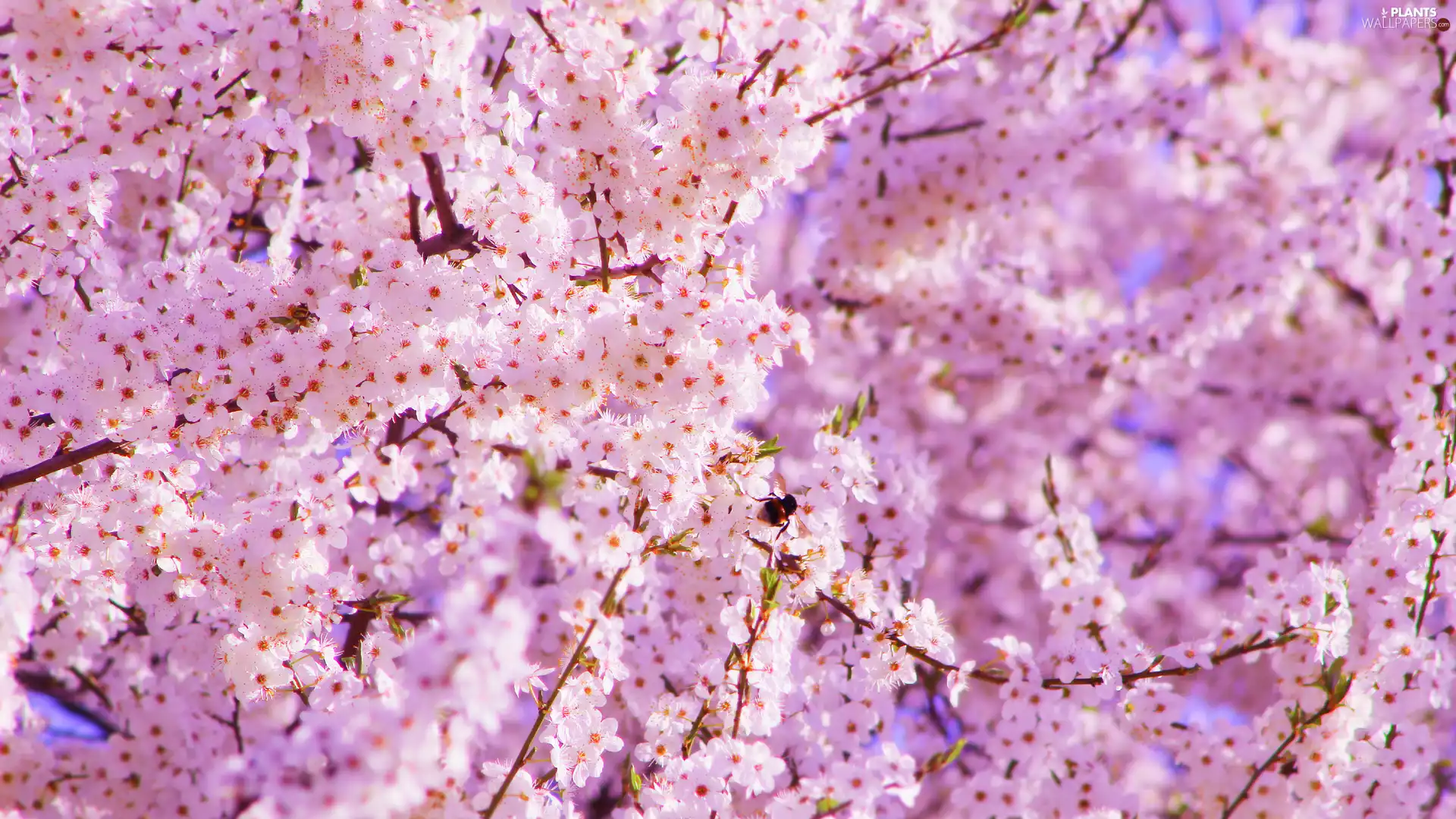 flourishing, Twigs, rapprochement, Fruit Tree