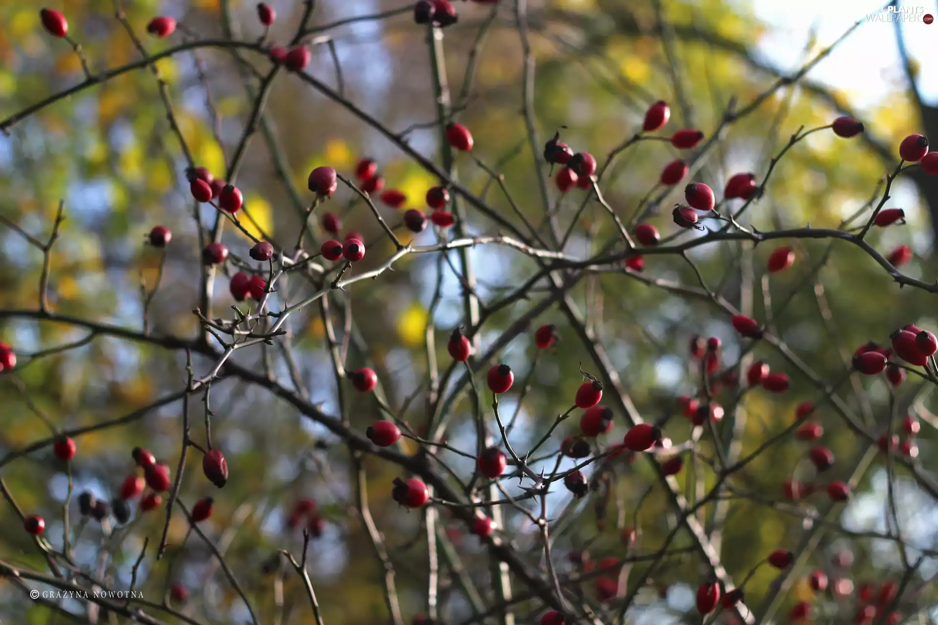 Fruits, Twigs, rose, Red, Wild