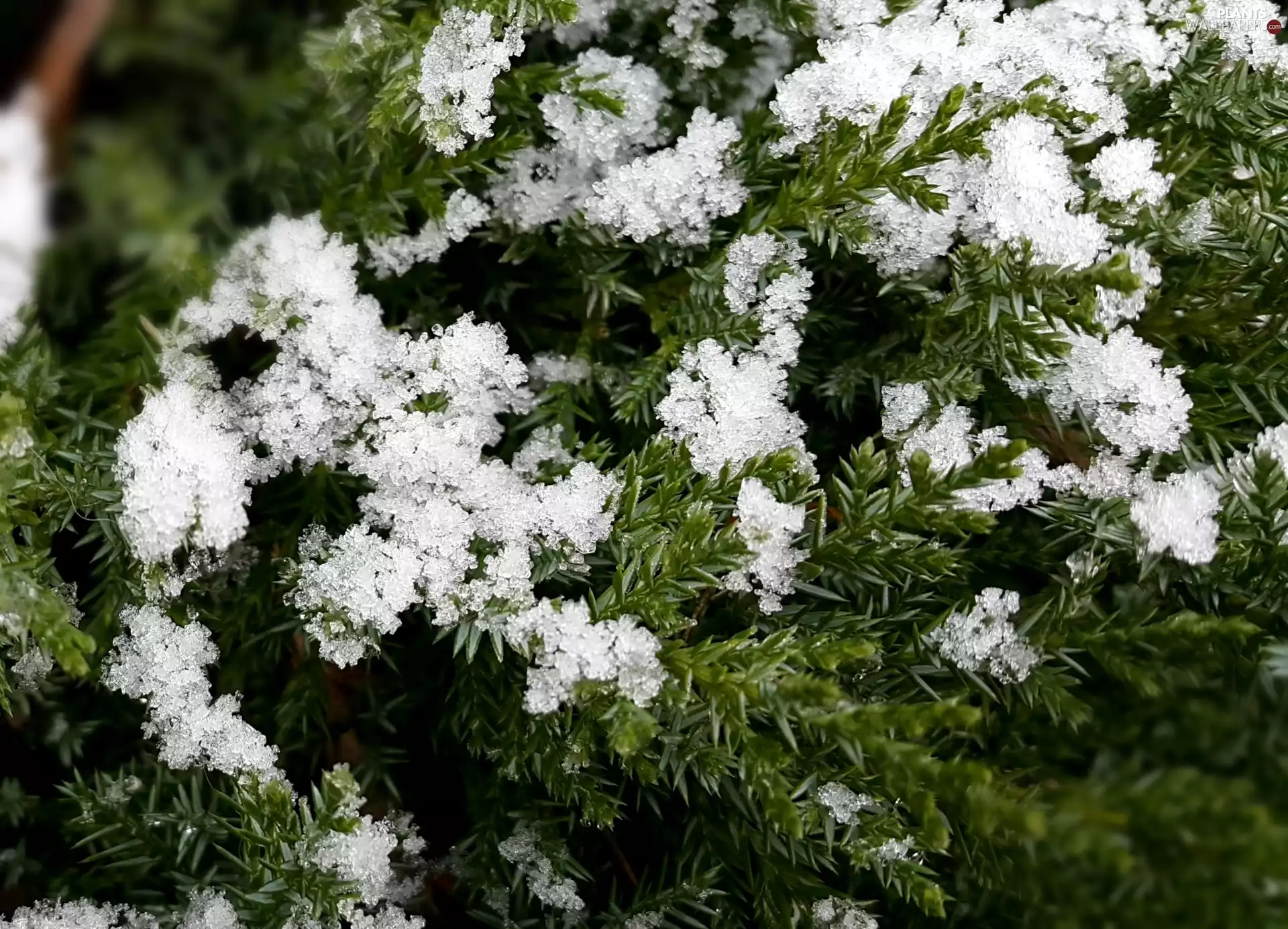 snow, green ones, Twigs