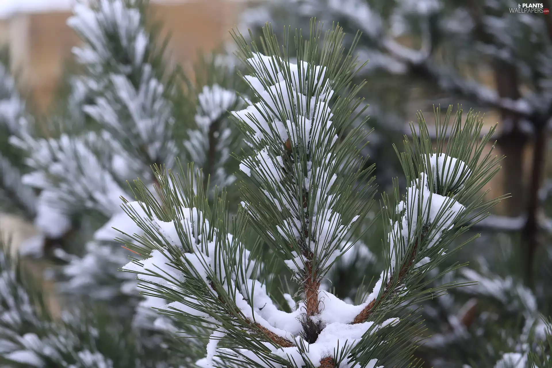 Twigs, pine, snow