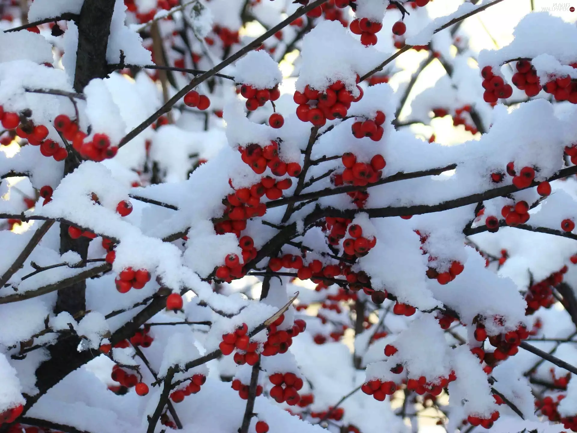 Snowy, Red, blueberries, Twigs