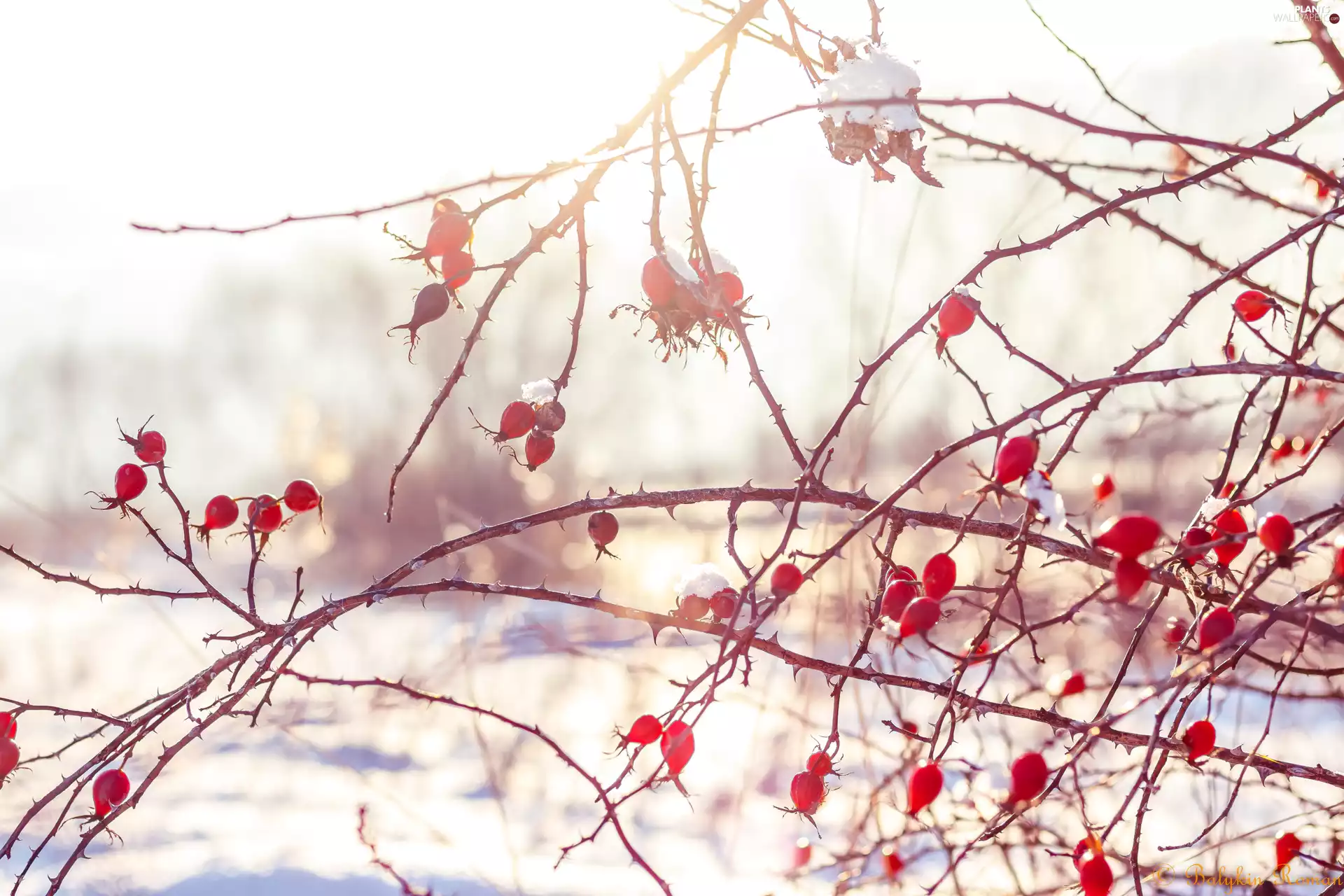 Snowy, Fruits, Briar, Twigs