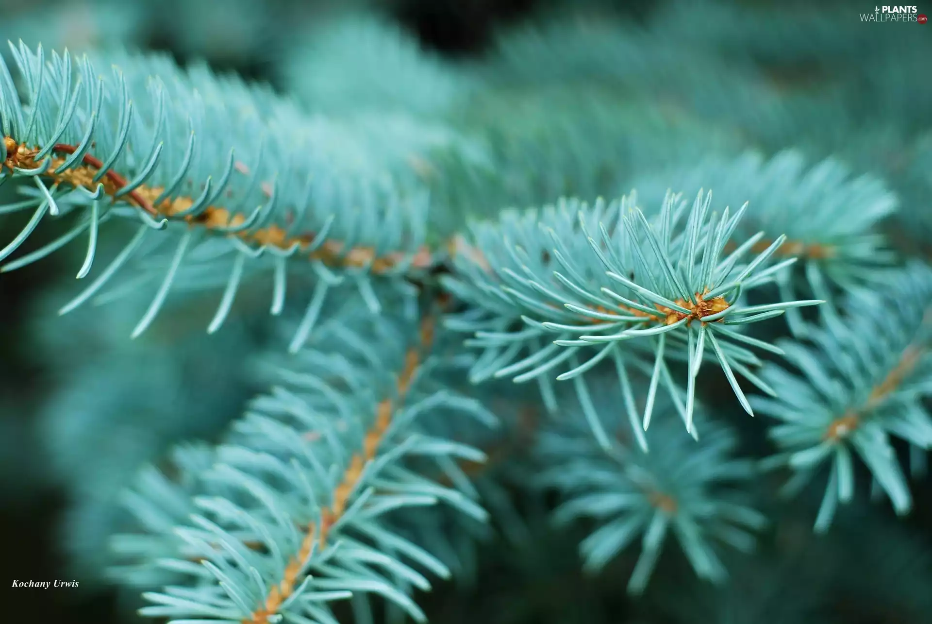 Twigs, Blue Spruce