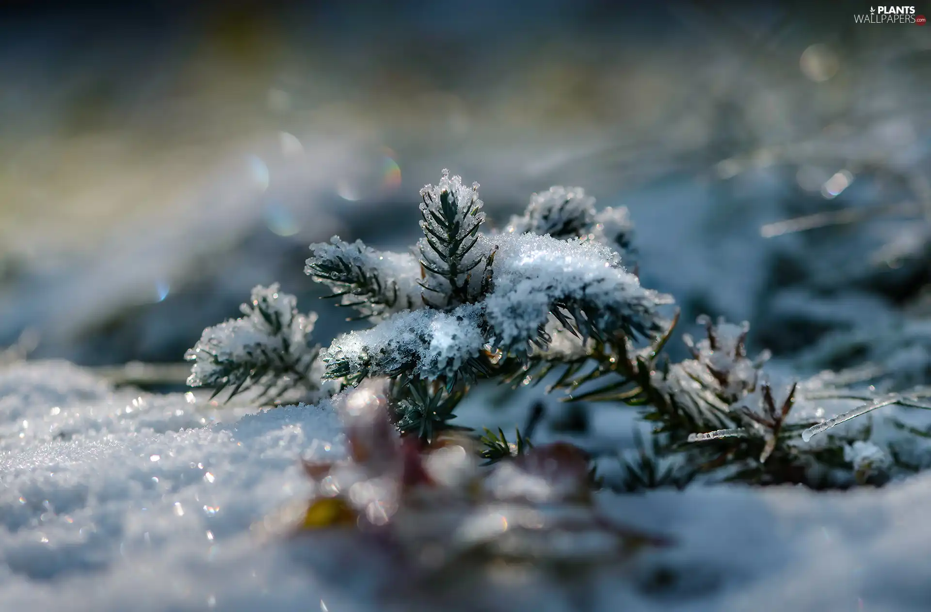 spruce, winter, blur, Twigs