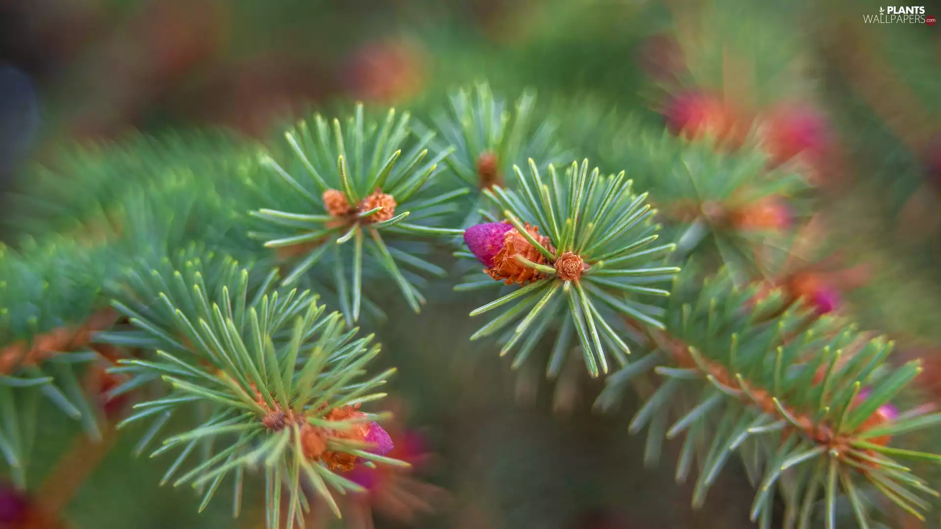 spruce, needle, cones, Twigs