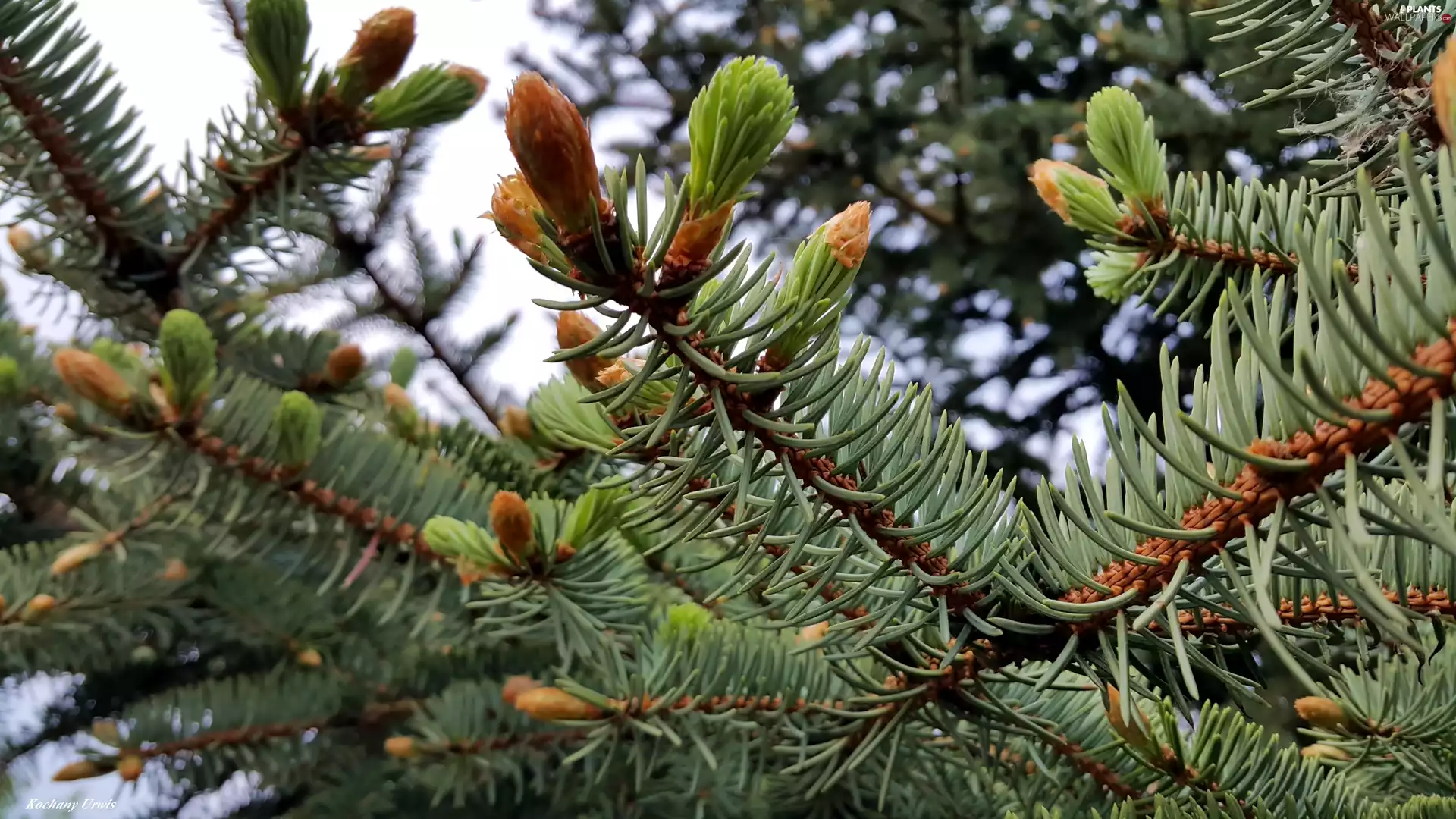 spruce, young, shoots, Twigs