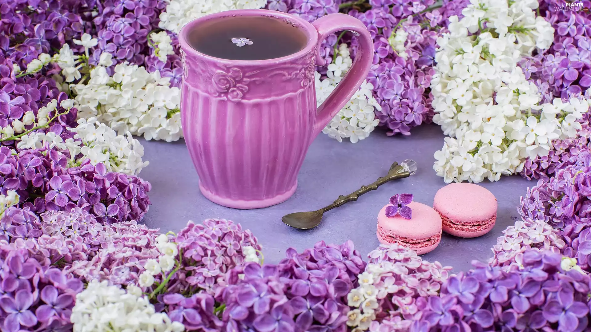 teaspoon, Cup, without, Twigs, Macaroons, tea