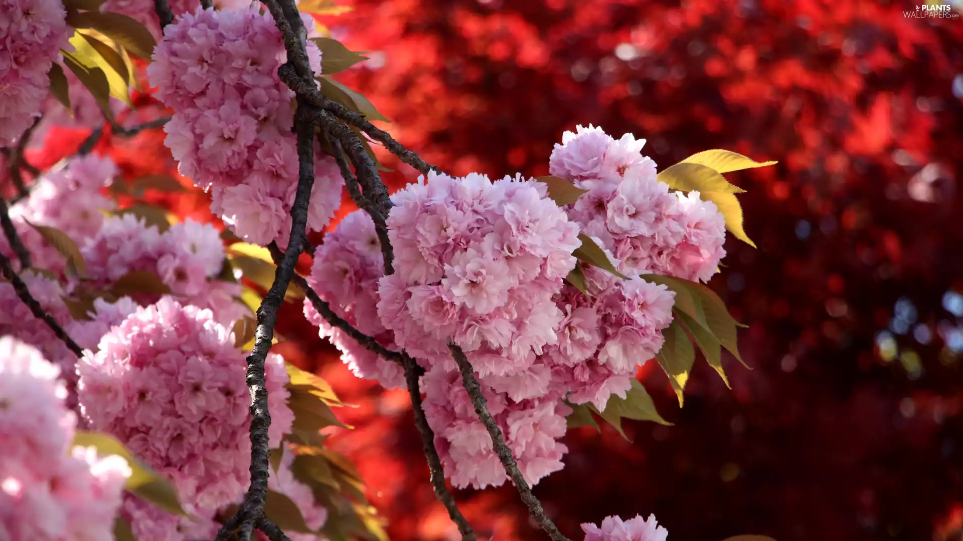Flowers, Japanese Cherry, Twigs, Fruit Tree