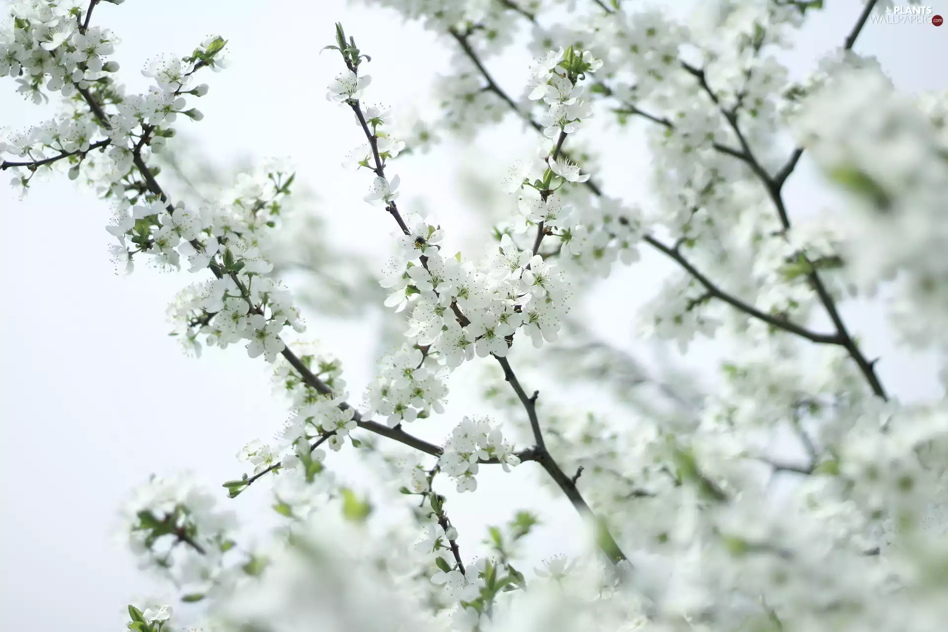 White, Flowers, Flourished, Twigs, Fruit Tree