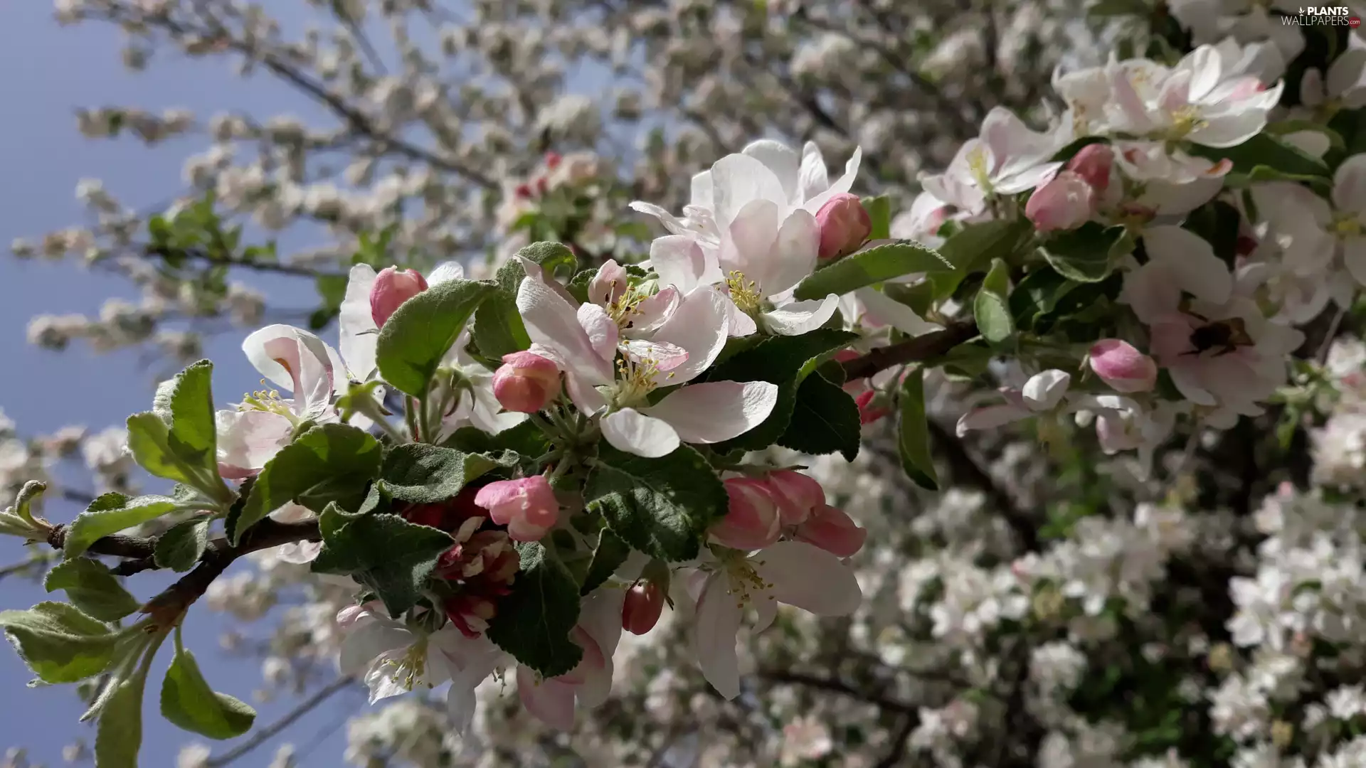Fruit Tree, Flowers, Twigs, apple-tree