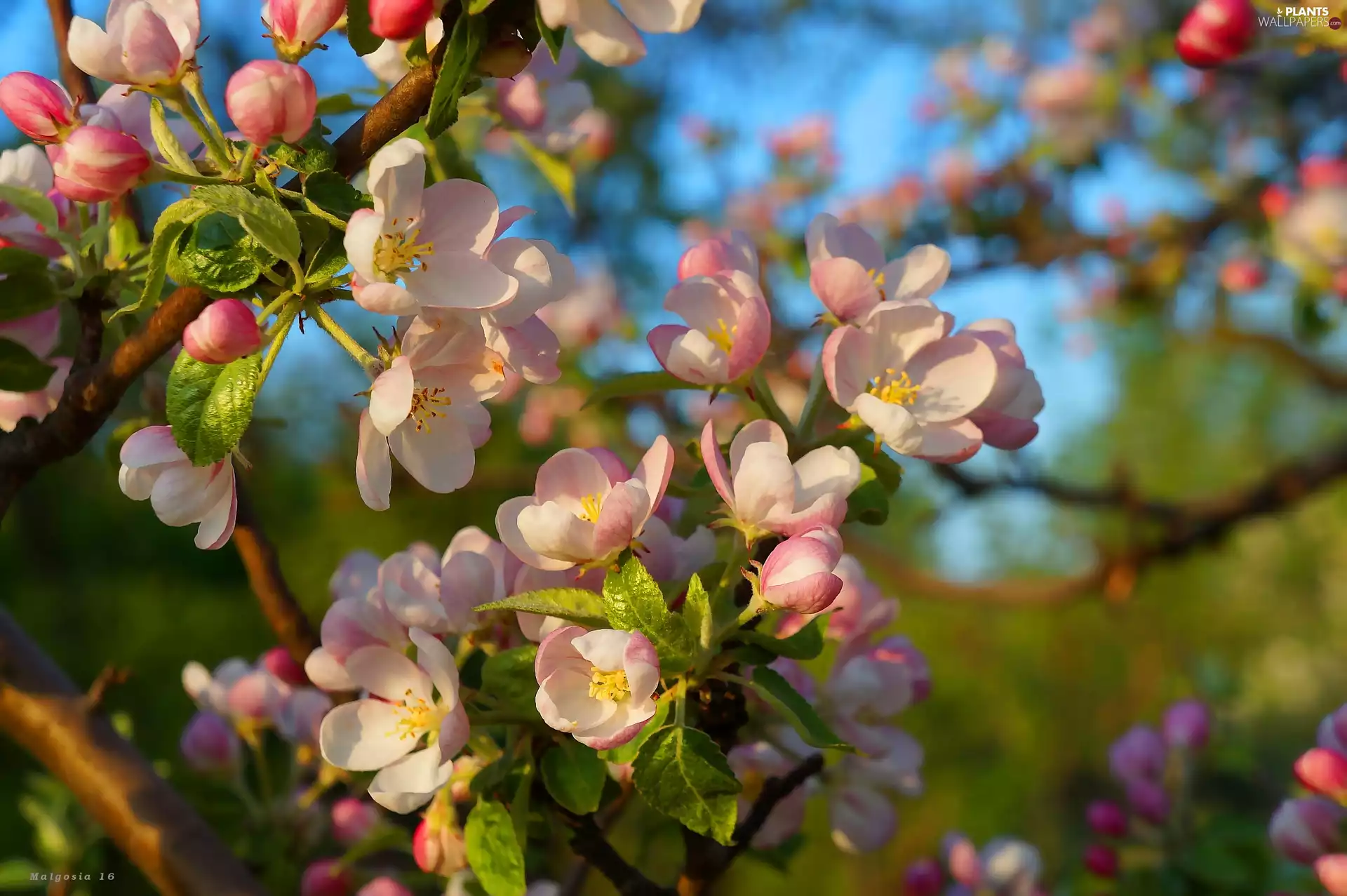flourishing, Twigs, trees, fruit, Flowers