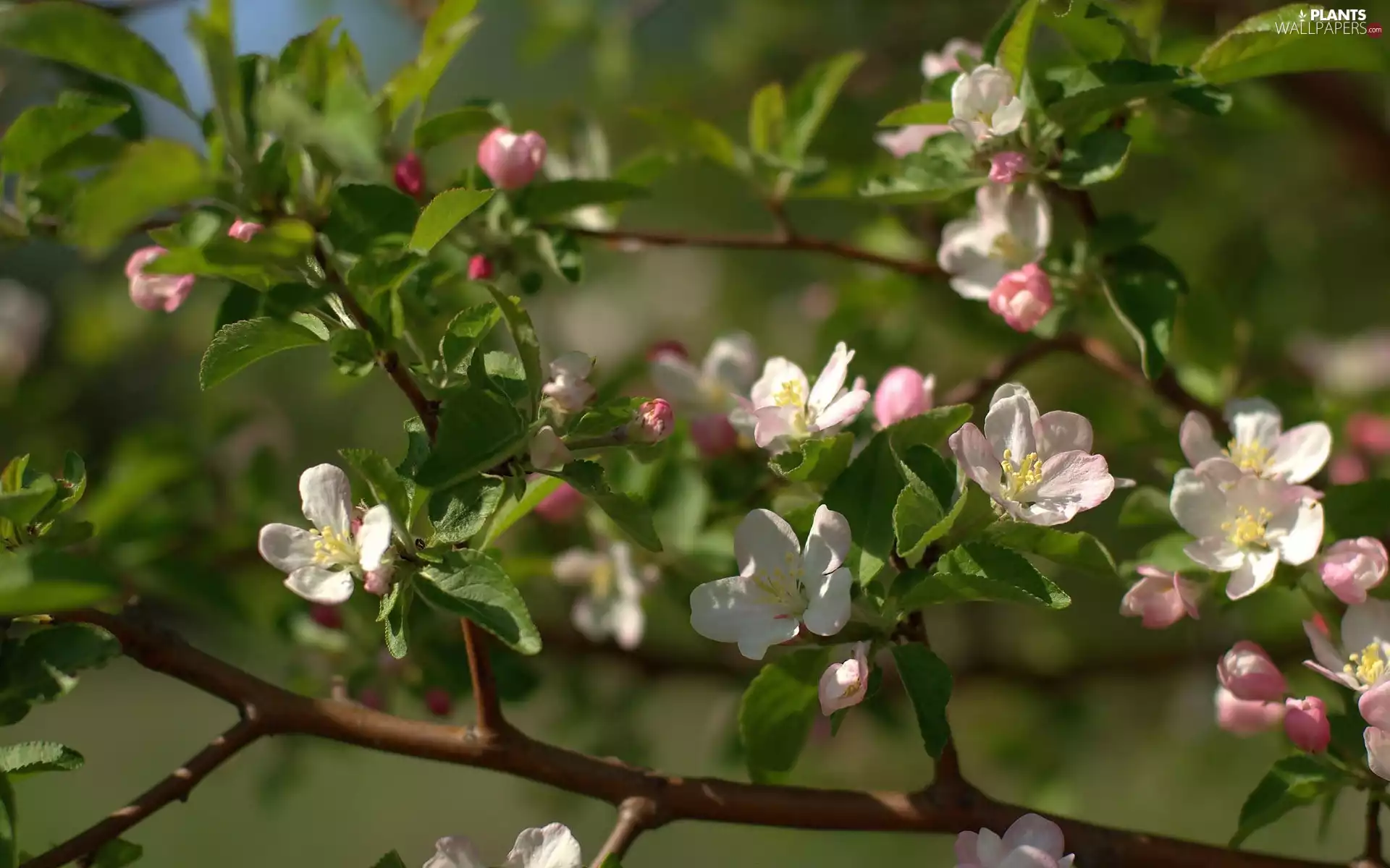 fruit, Twigs, trees, viewes, Flowers