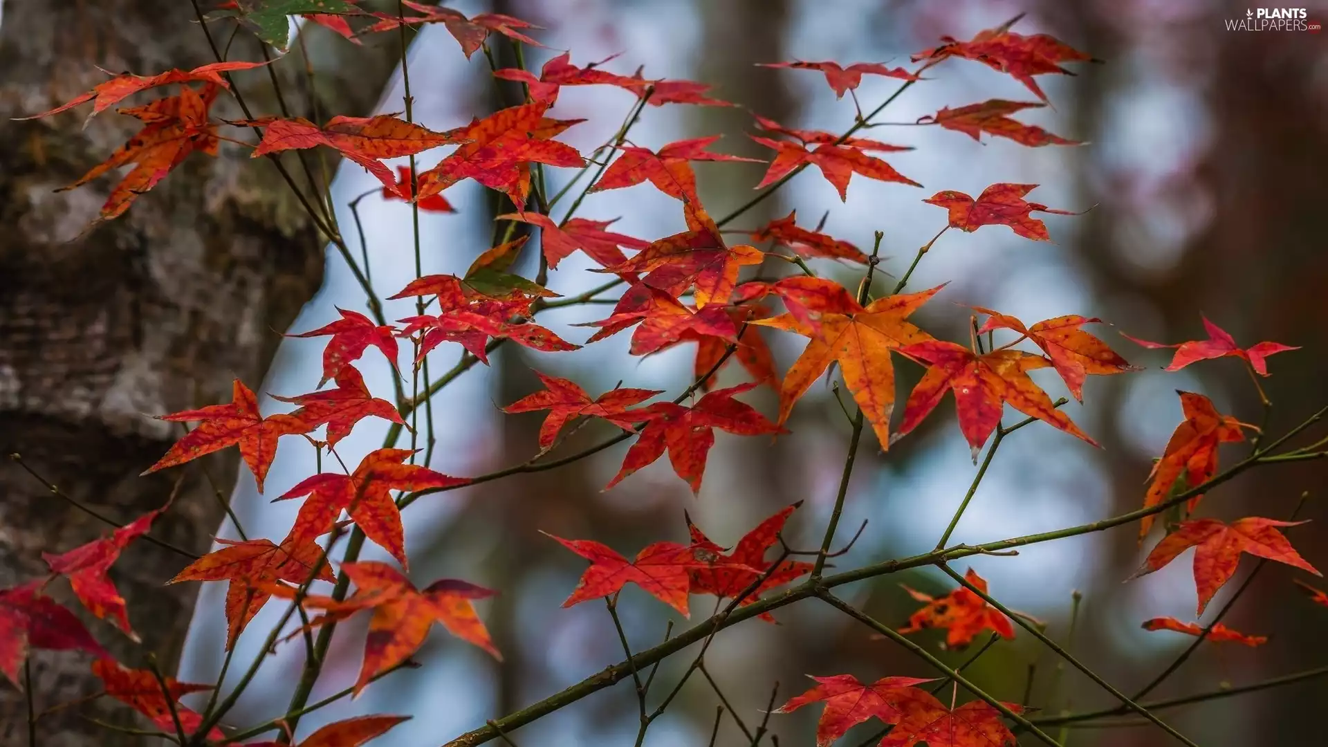 trees, Red, Leaf, Twigs