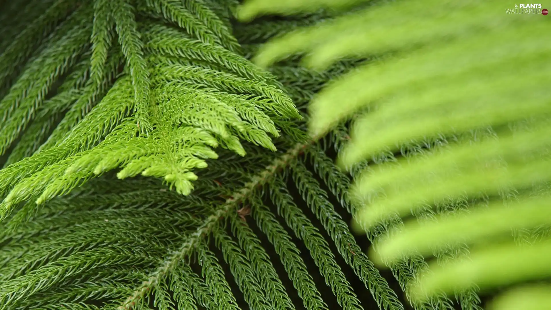 trees, green ones, Twigs, Softwood