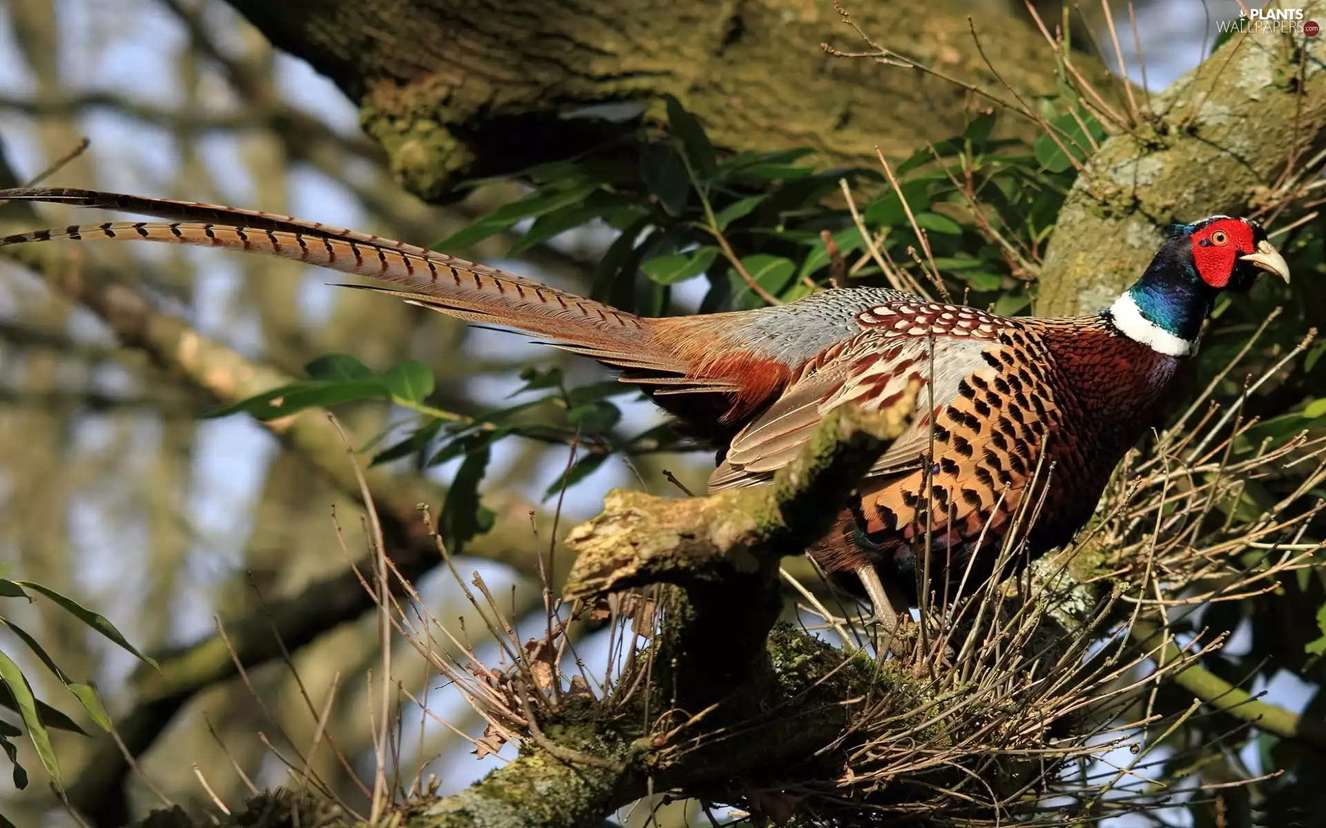 Twigs, pheasant, trees