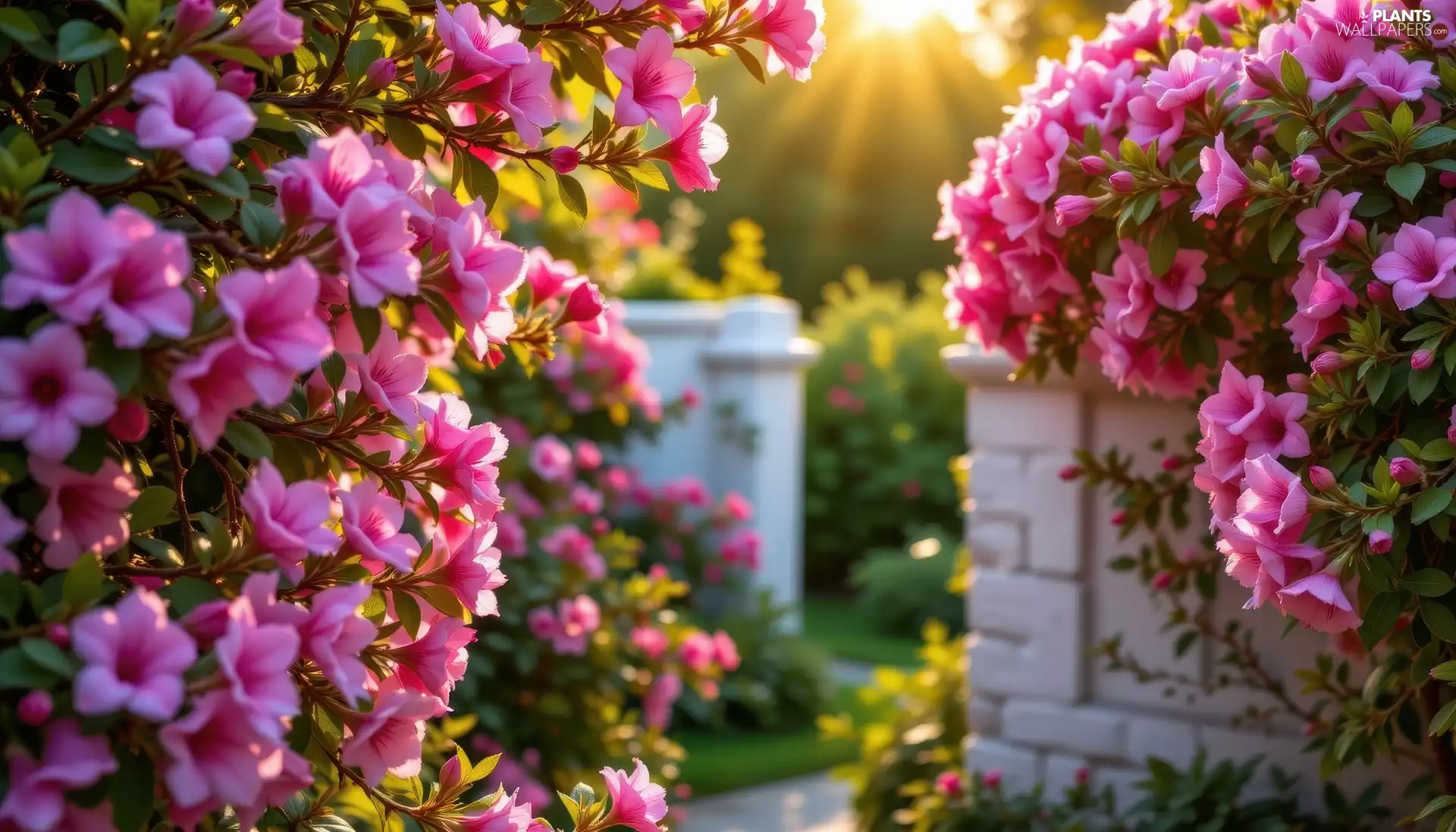 azalea, Flowers, wall, Twigs, Pink, rhododendron, Garden