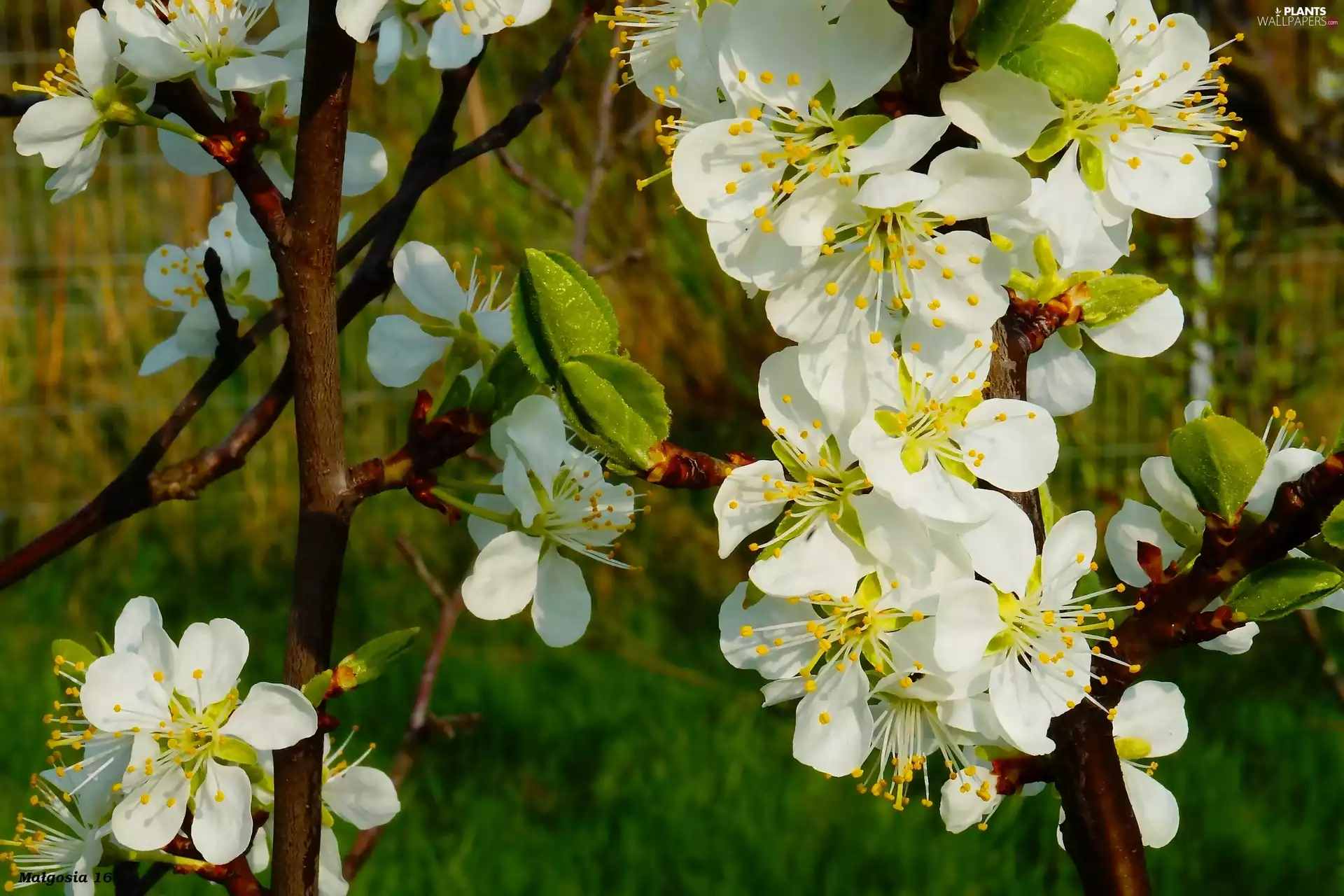 Twigs, Flowers, White