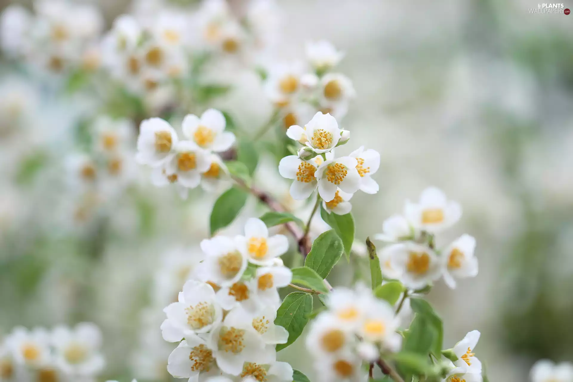 Bush, Twigs, White, Flowers, jasmine