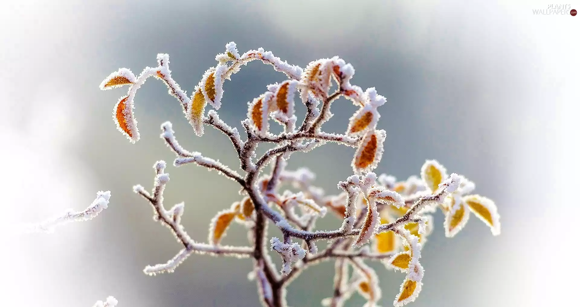 White frost, leaves, Twigs