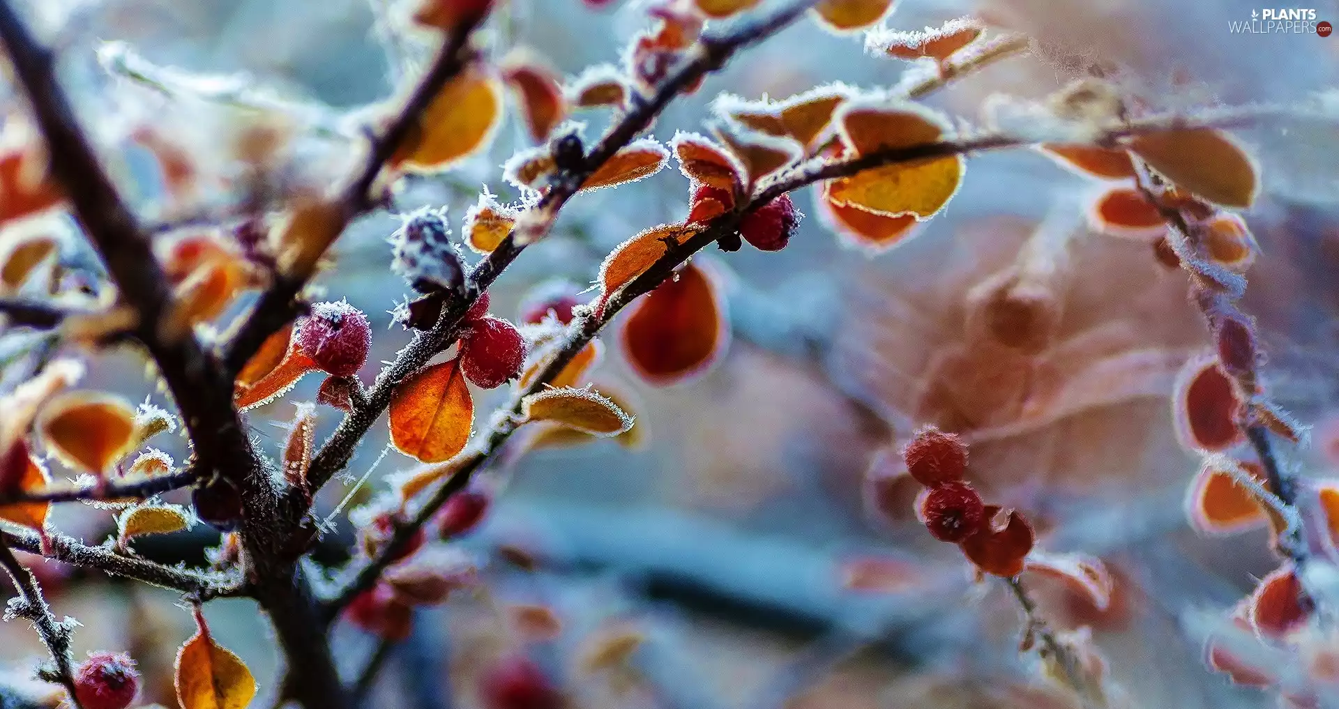 White frost, leaves, Twigs
