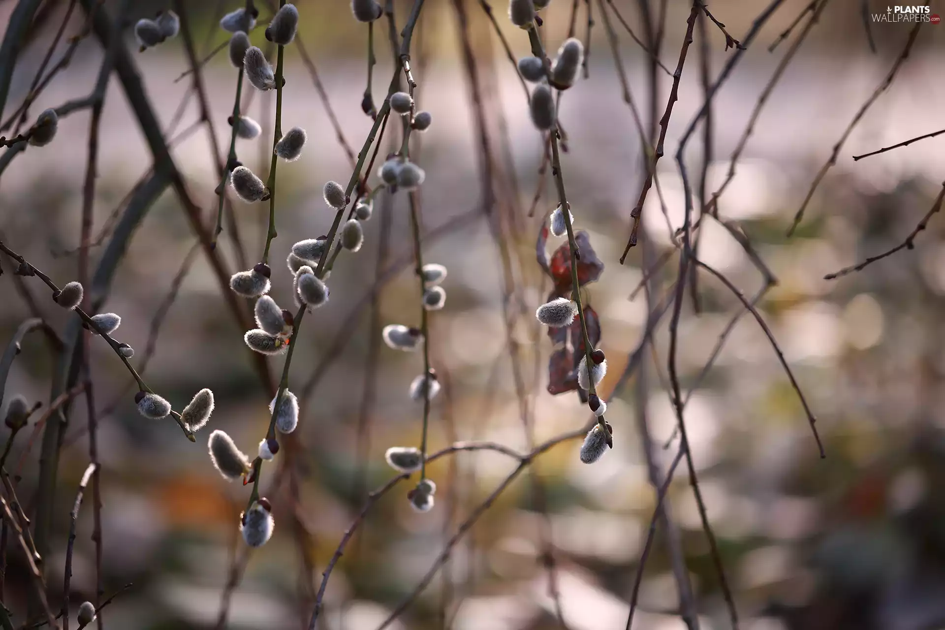 Twigs, database, Willow