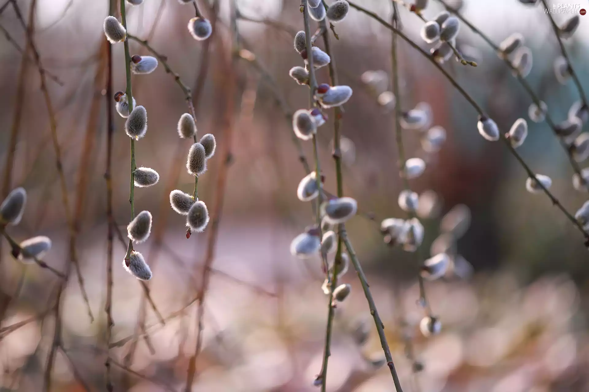 Willow, rapprochement, database, Twigs