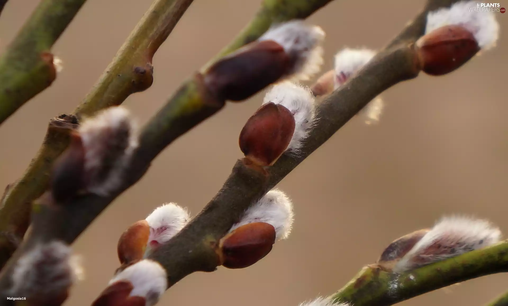 Twigs, database, Willow