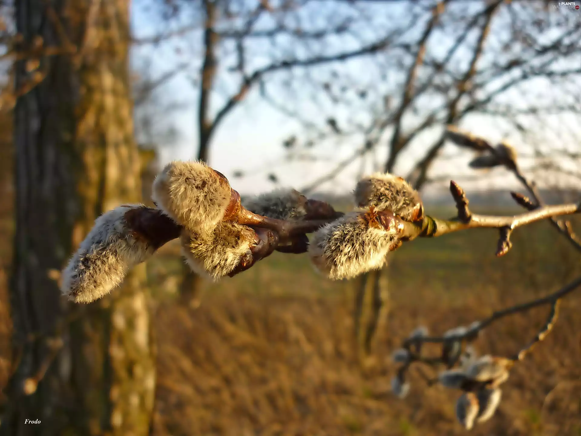 Willow, database, Spring, Twigs