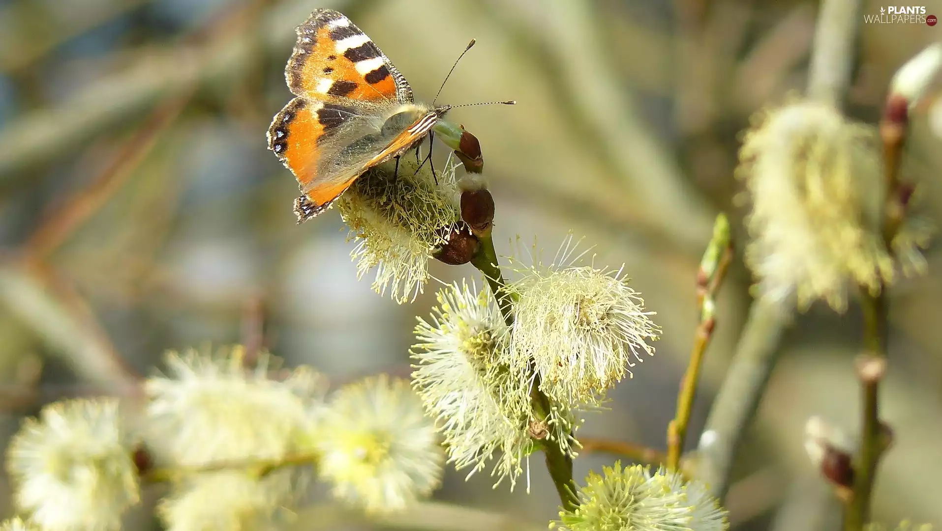 butterfly, Twigs, willow, Small Tortoiseshell