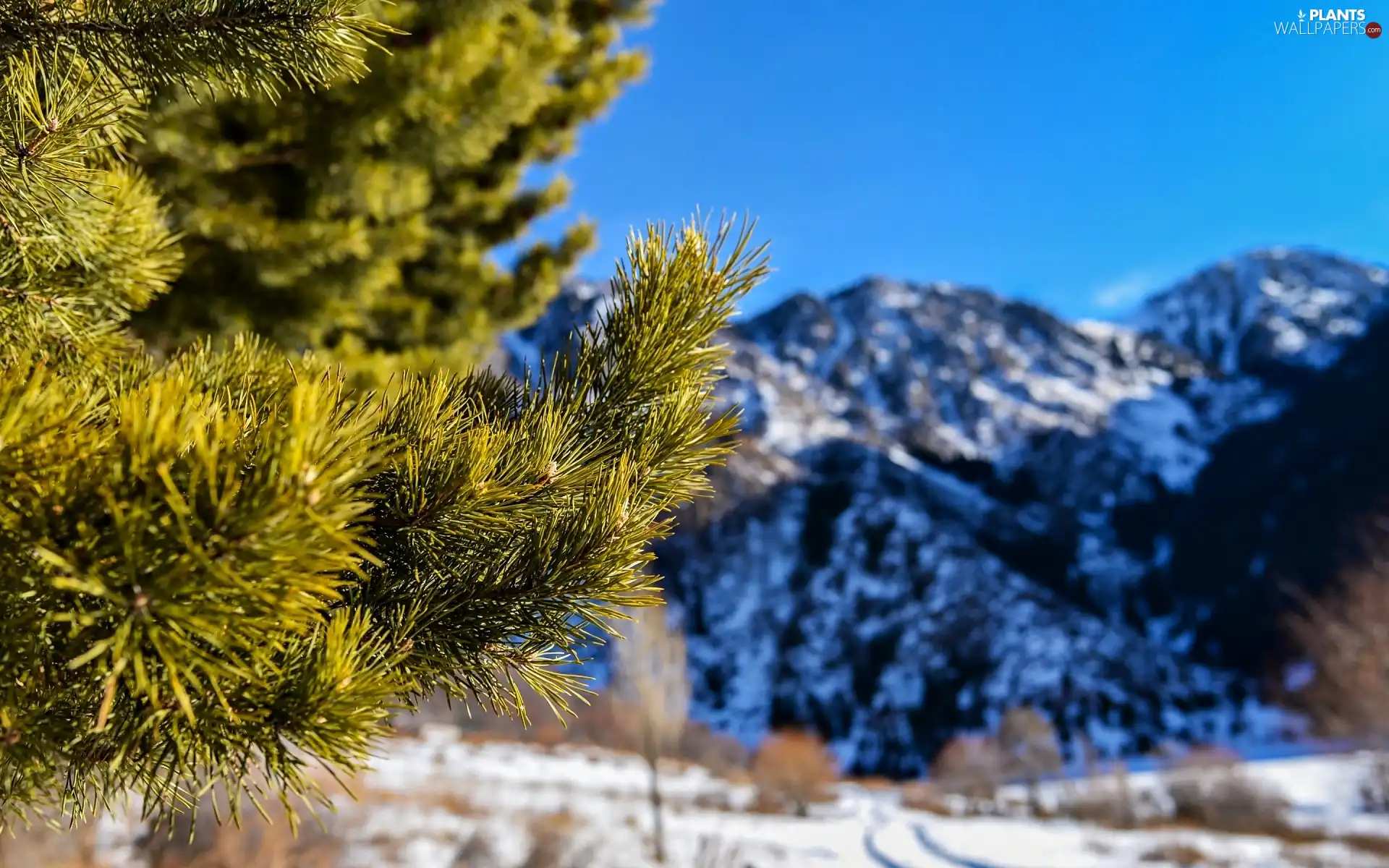 winter, pine, Twigs, Mountains