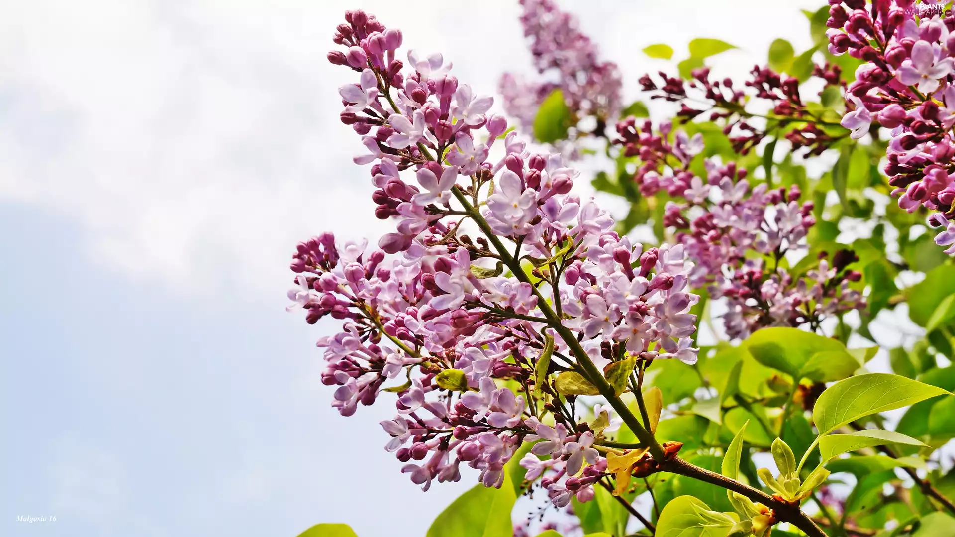 Twigs, flower, without