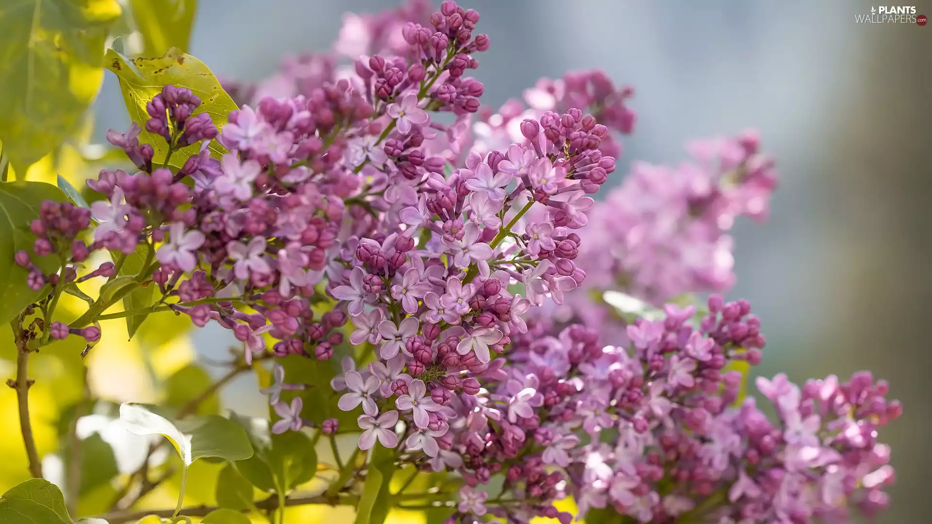 Twigs, Flowers, without