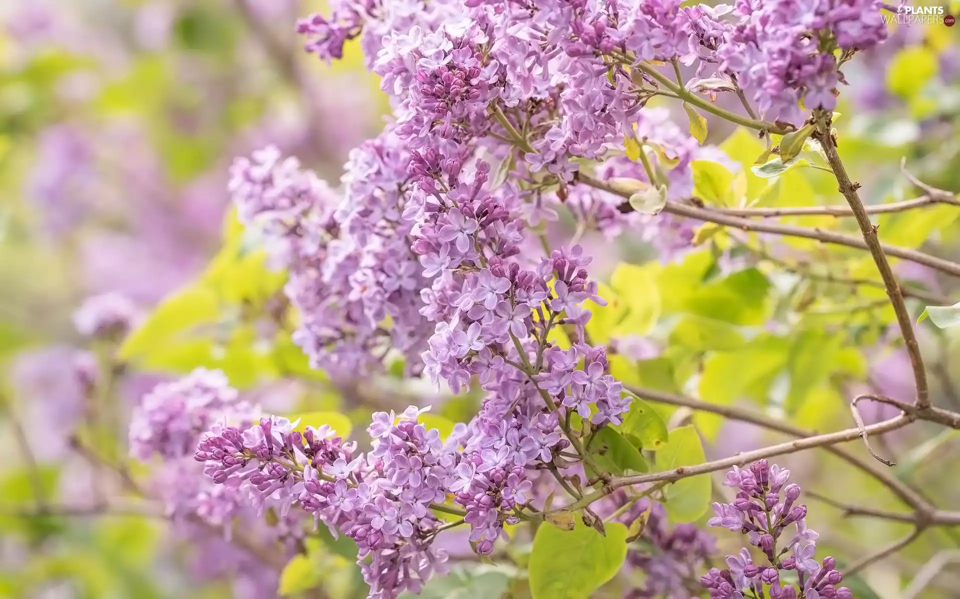 without, Flowers, Leaf, Twigs