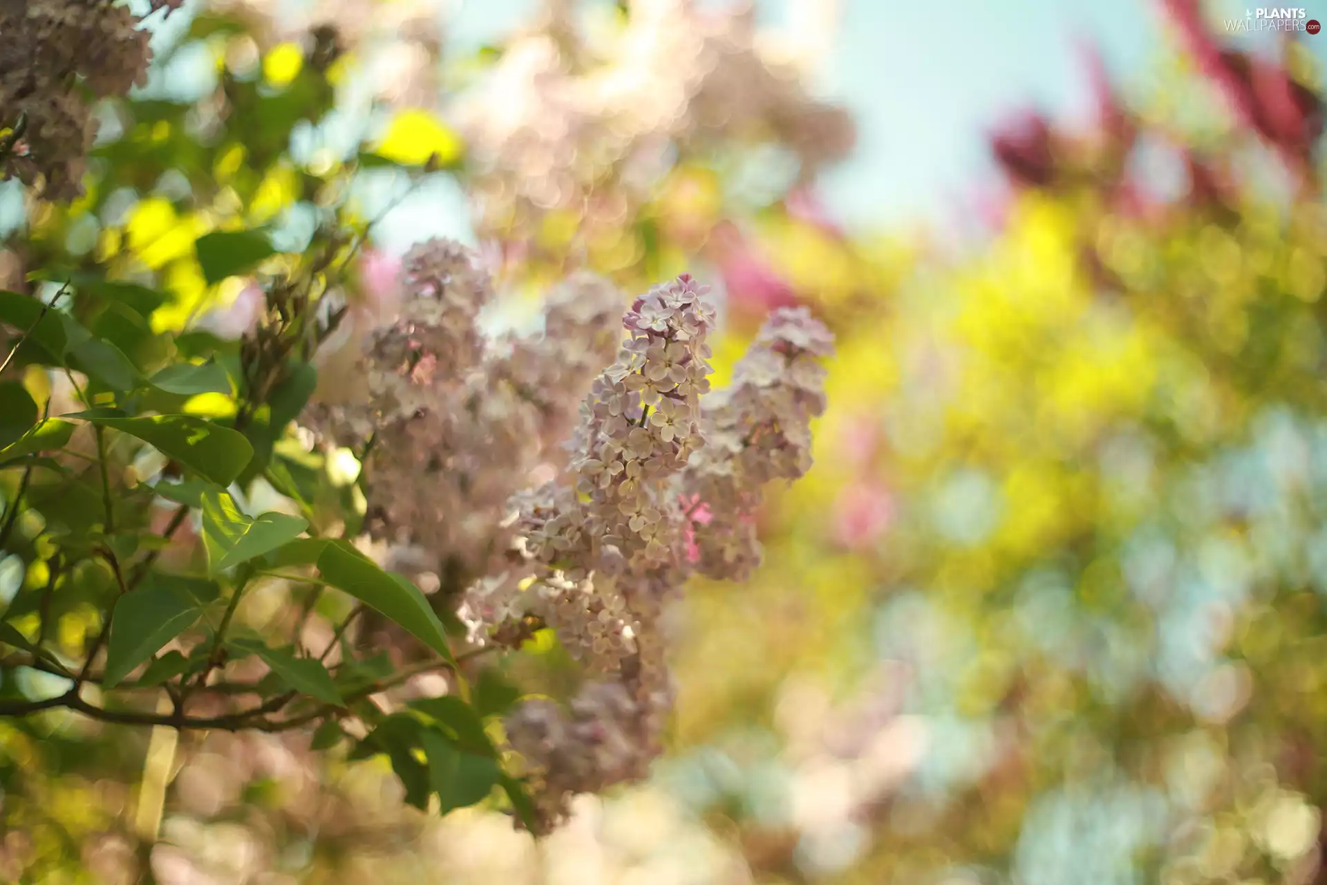 Flowers, Twigs, without, Bush, Pink