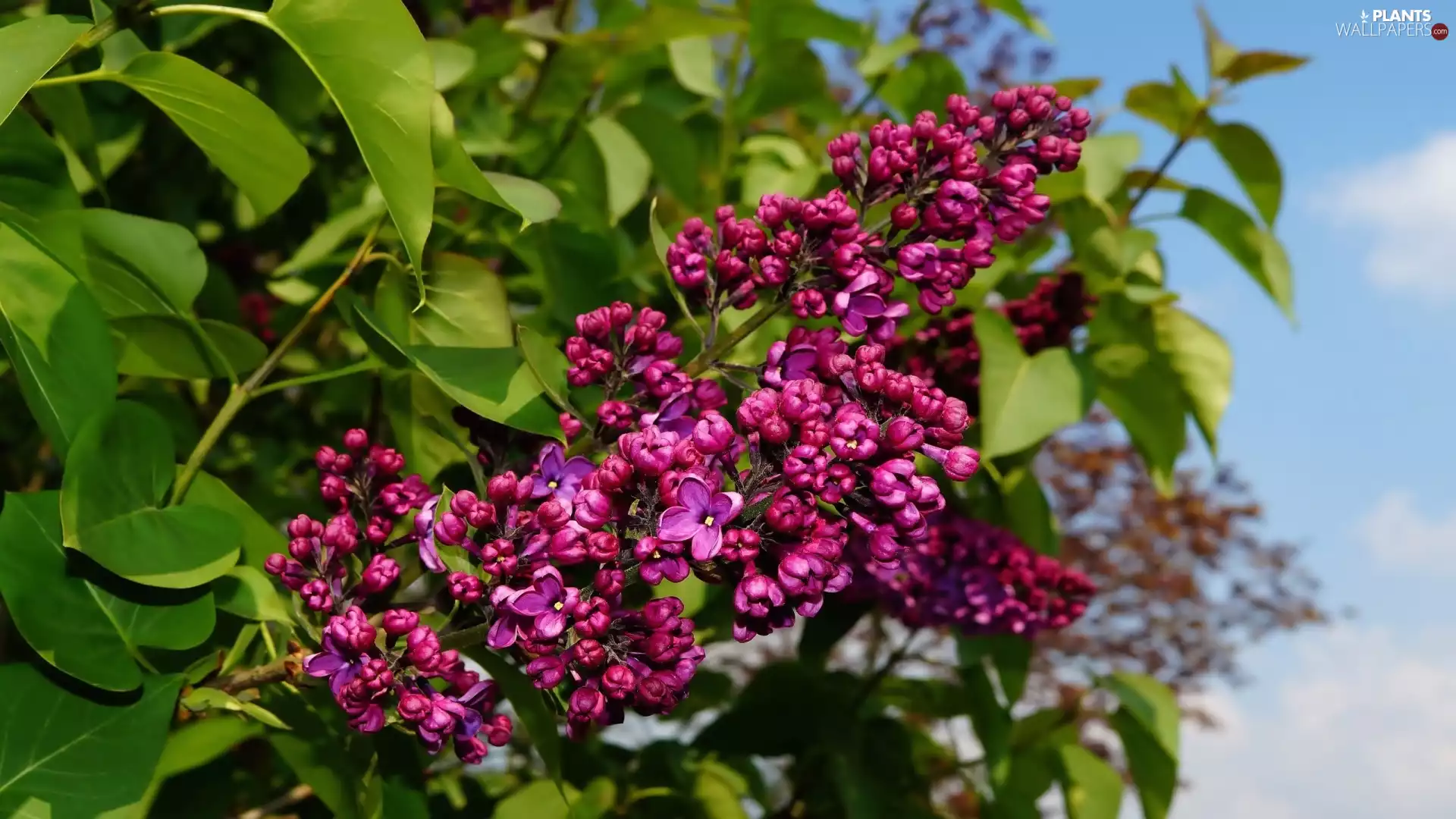 Twigs, Violet, without