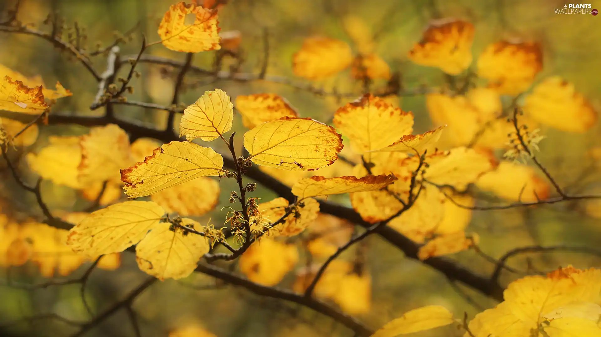 Yellow, Leaf, Twigs, Autumn