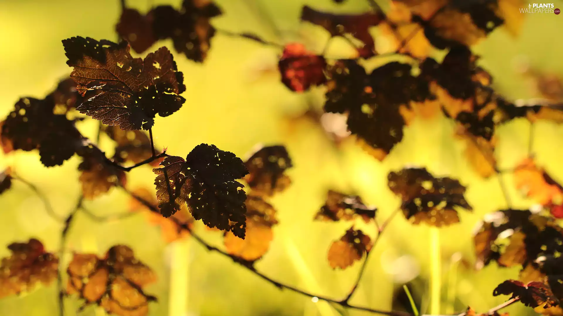 Autumn, Twigs, Yellow Background, Leaf