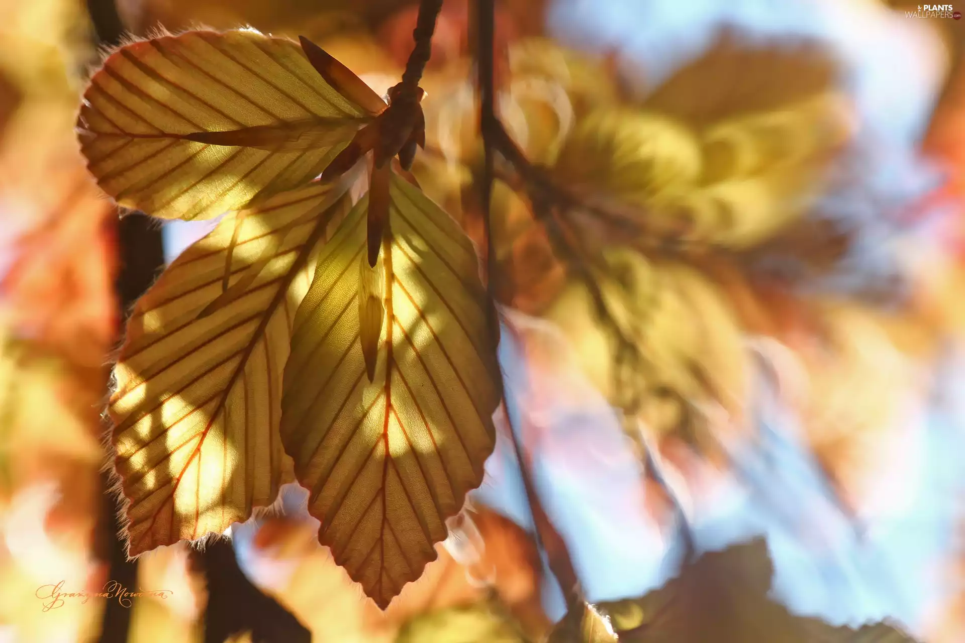Twigs, Leaf, Yellow