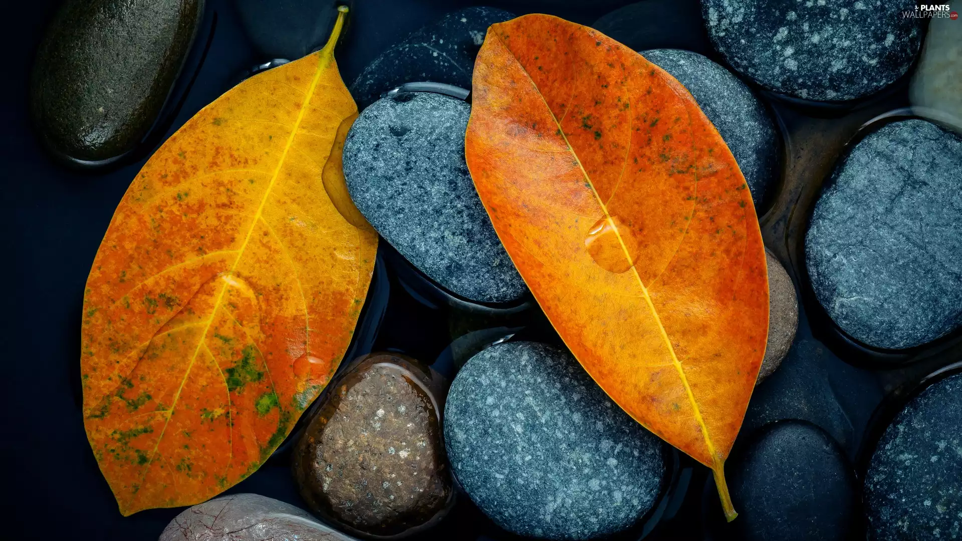 Stones, Two cars, Leaf, water