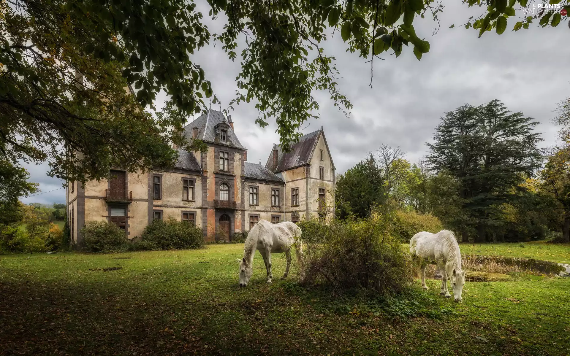 Two cars, White, clouds, bloodstock, viewes, house, grass, trees
