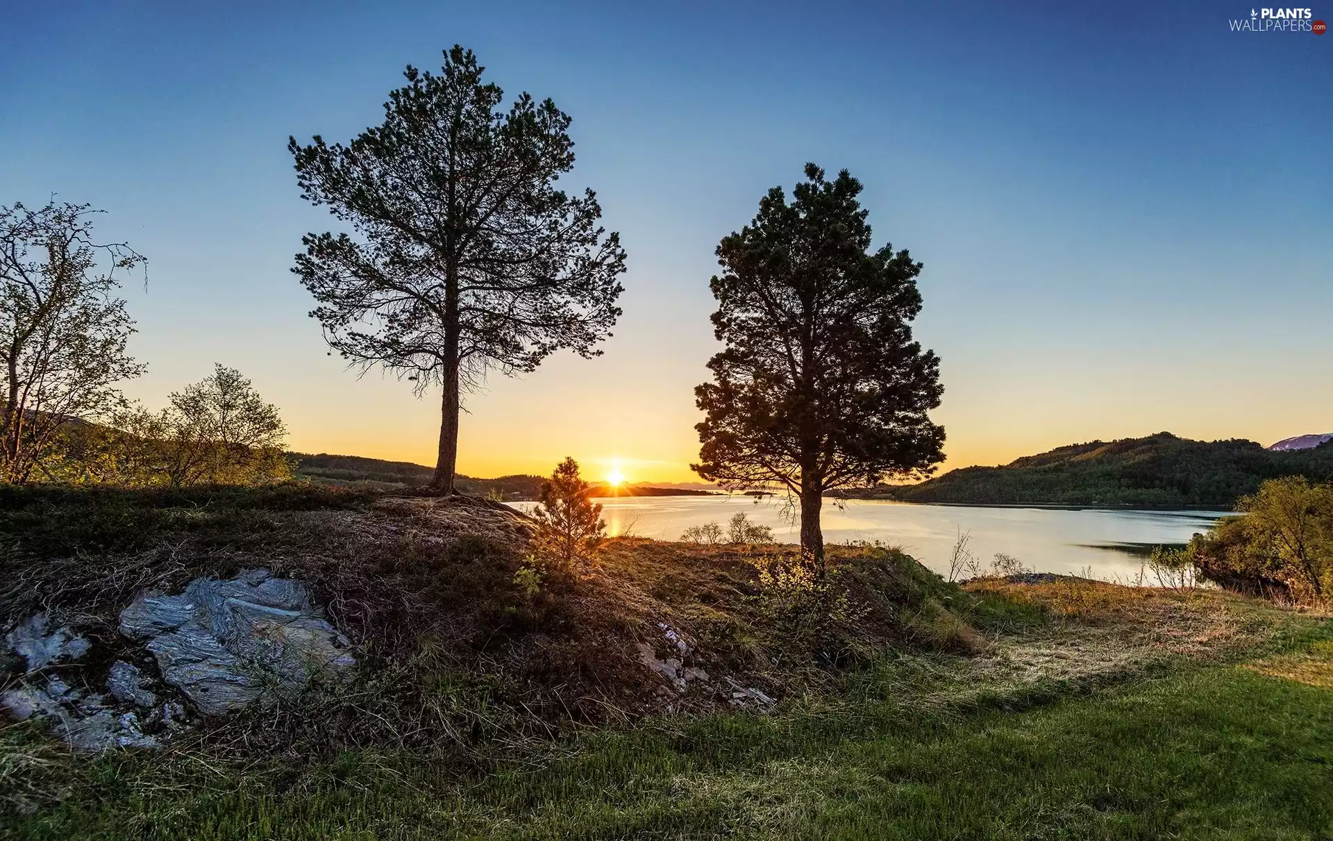 trees, viewes, sun, Two cars, west