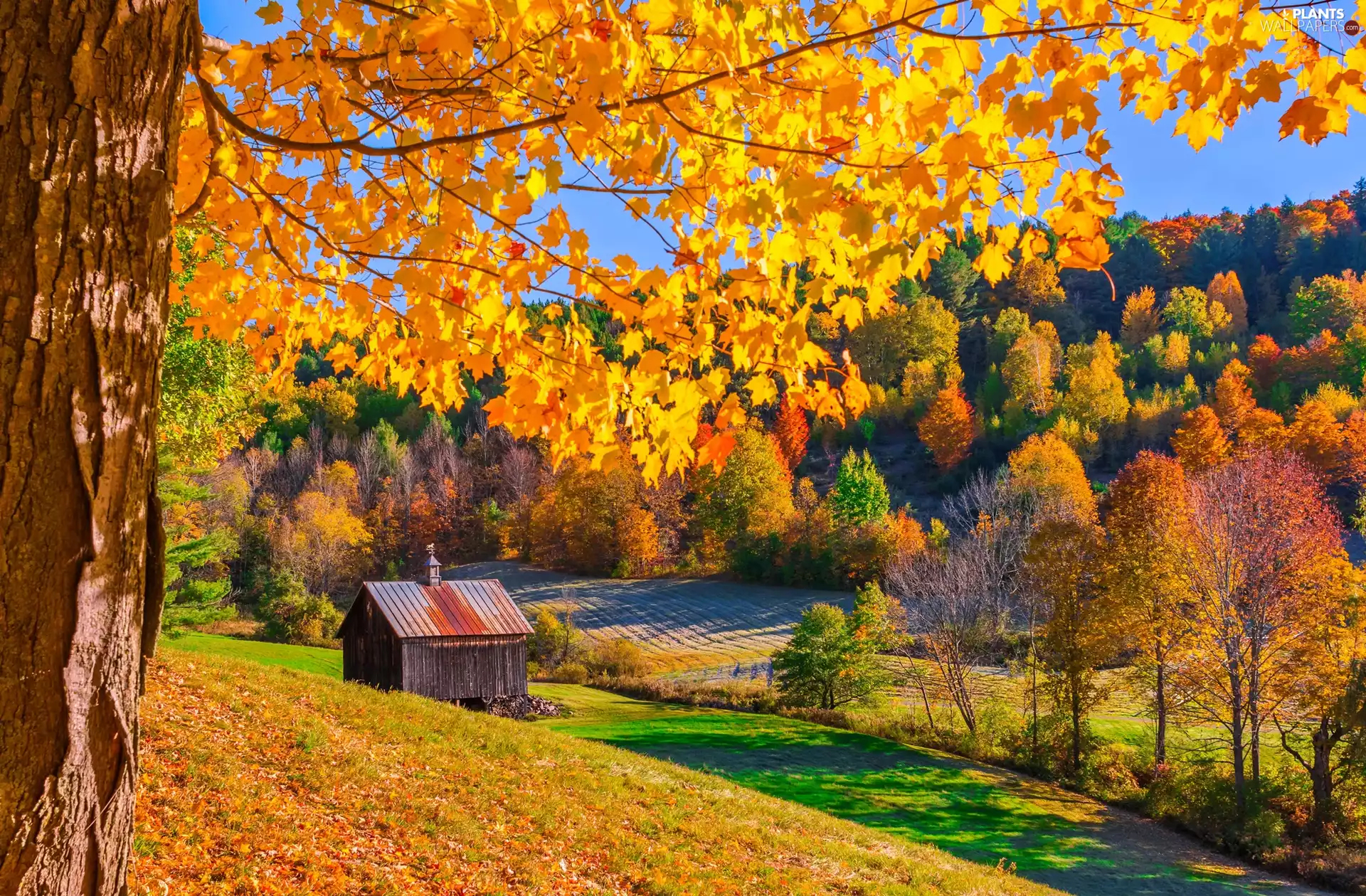 Pomfret, trees, Cottage, viewes, Field, State of Vermont, The United States, autumn