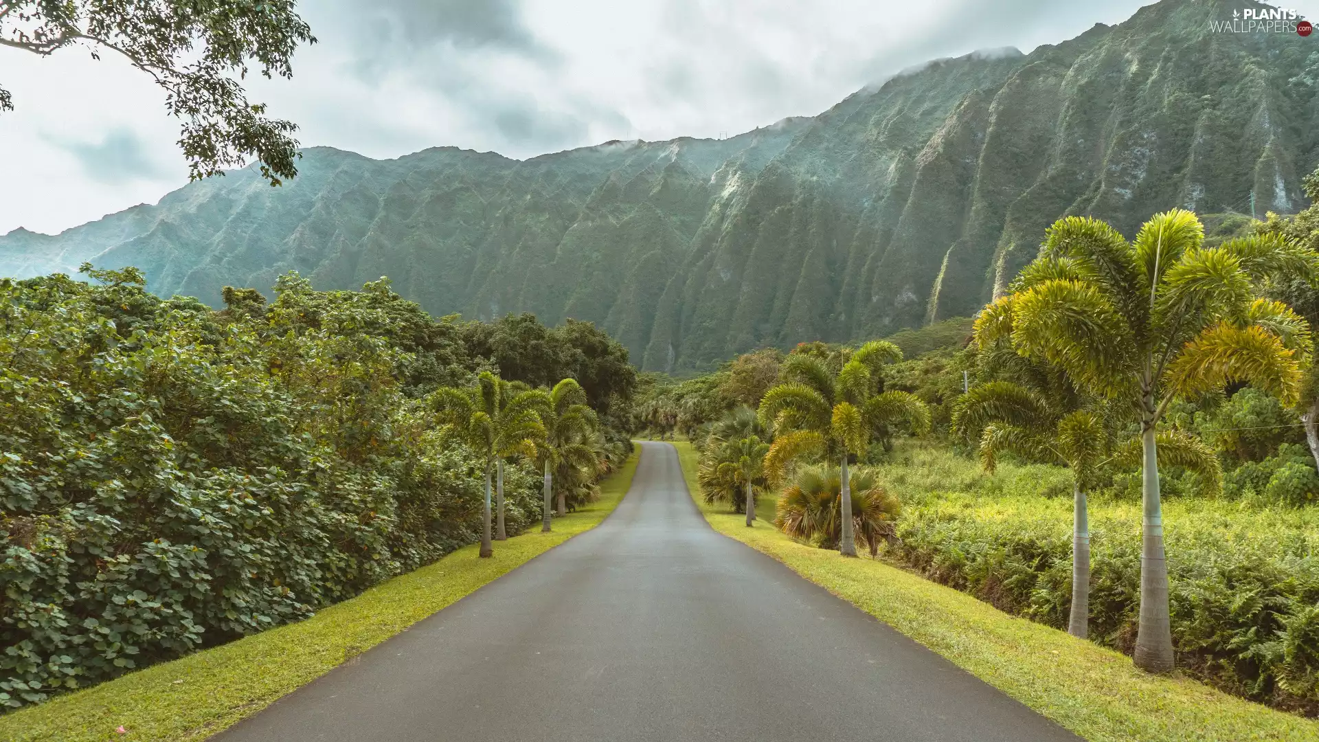 trees, viewes, The United States, Palms, Aloha State Hawaje, Mountains, Way, Kauai Island