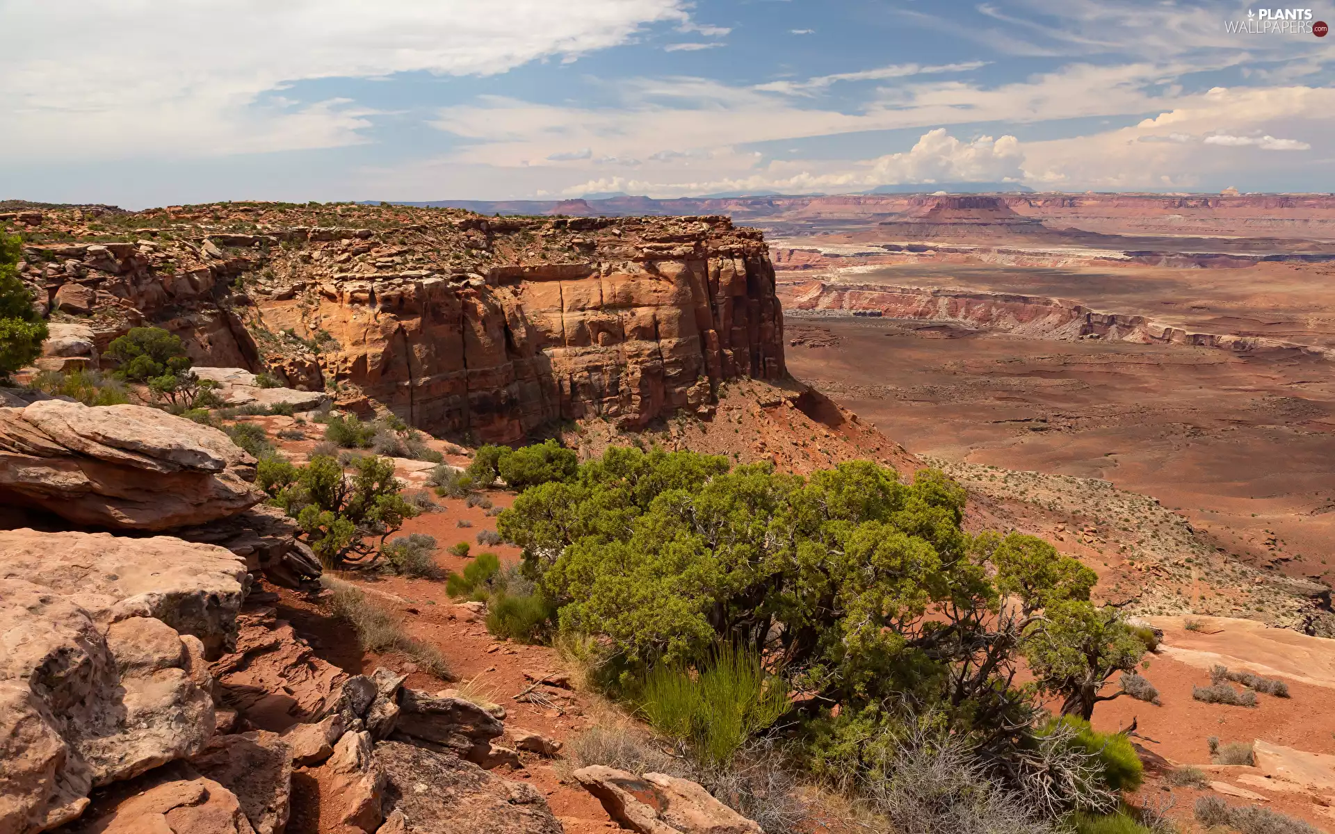 rocks, trees, The United States, viewes, Utah State, Canyonlands National Park, canyon, Plants