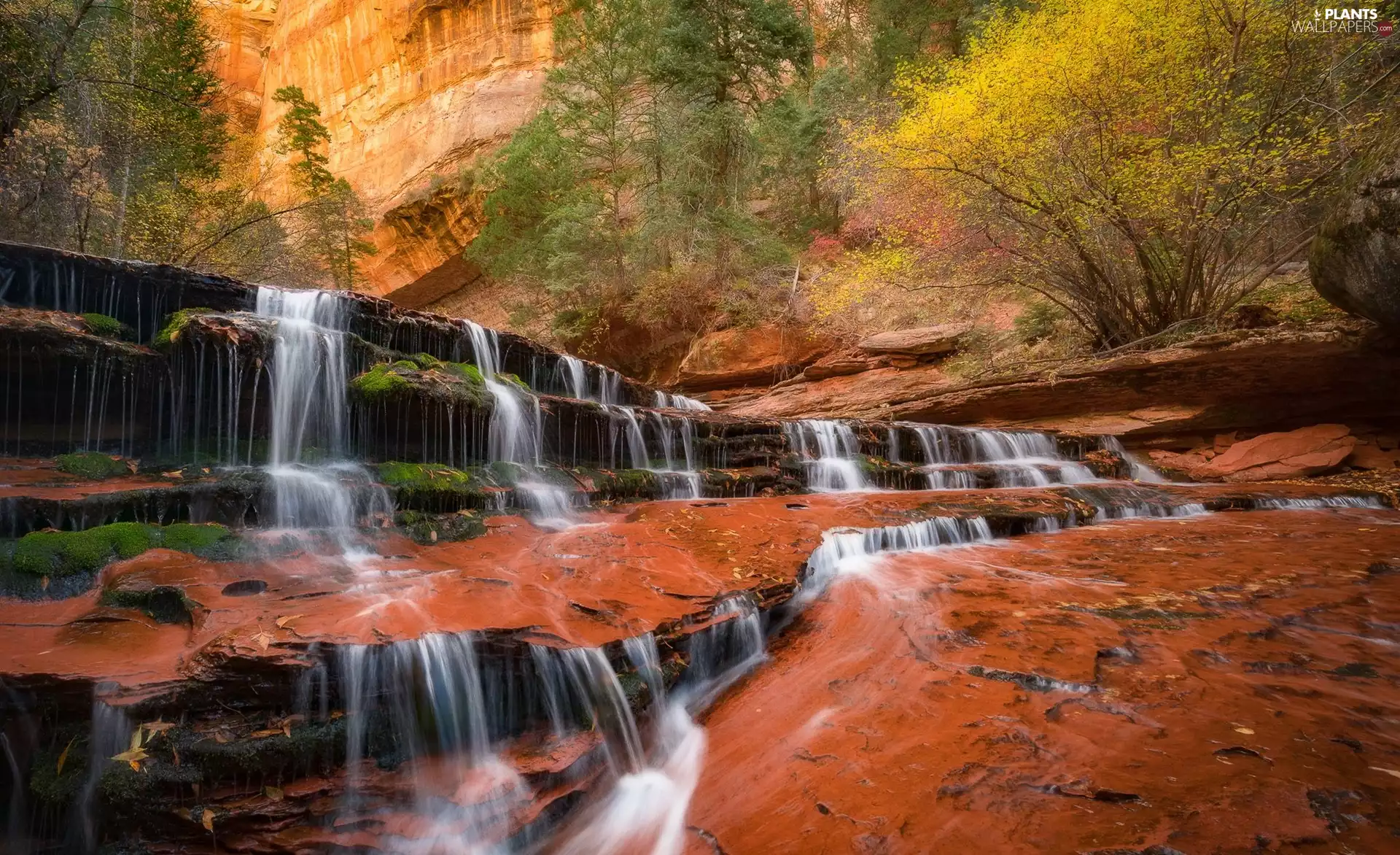trees, viewes, The United States, rocks, Utah State, Zion National Park, River, VEGETATION